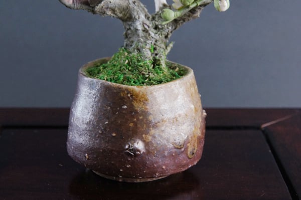 盆栽 紅白梅 #27（鉢変更） | Oh! BONSAI