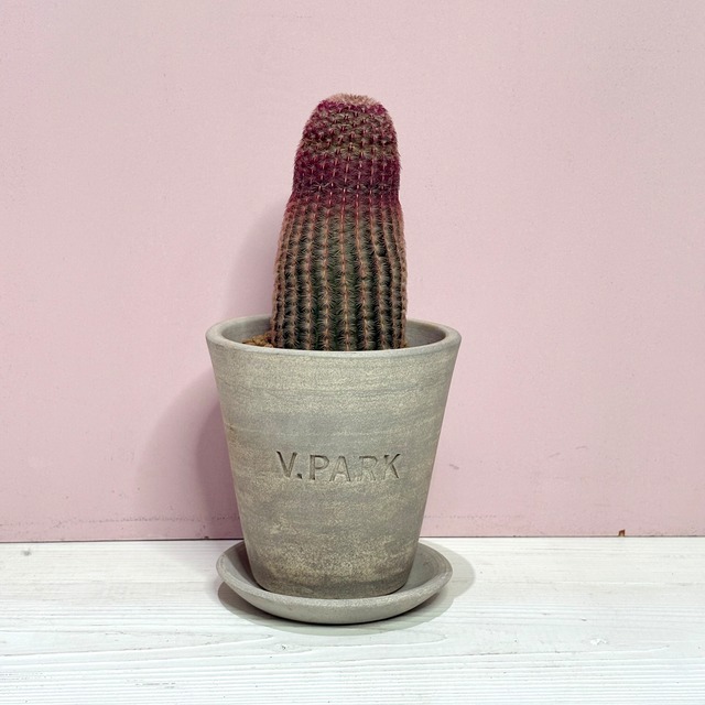 サボテン　ルビスピナス　オリジナル信楽焼鉢　４号　観葉植物