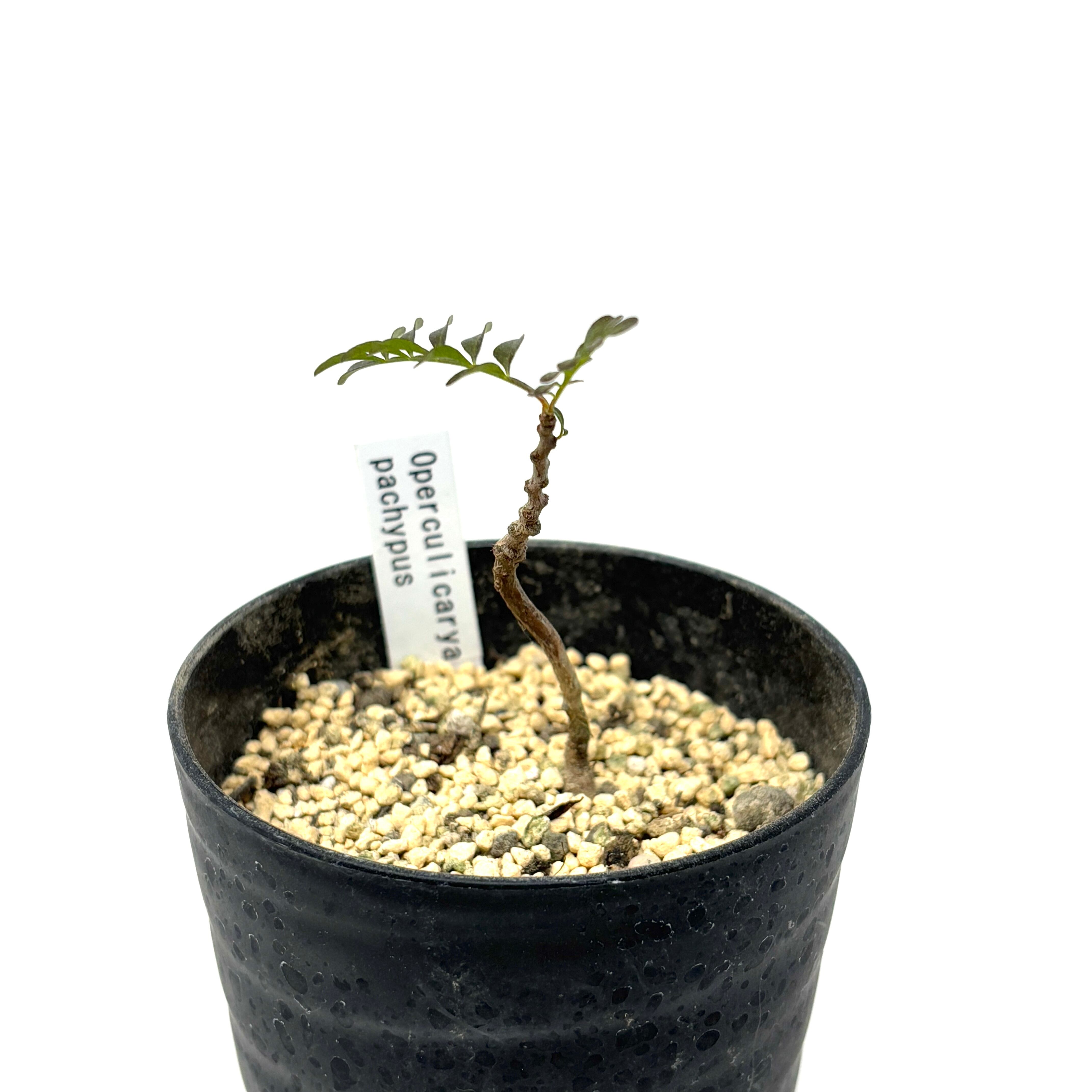 オペルクリカリア パキプス 実生【871】