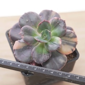 抜き苗 ブルーメタル錦 Echeveria 'Blue Metal Variegated'