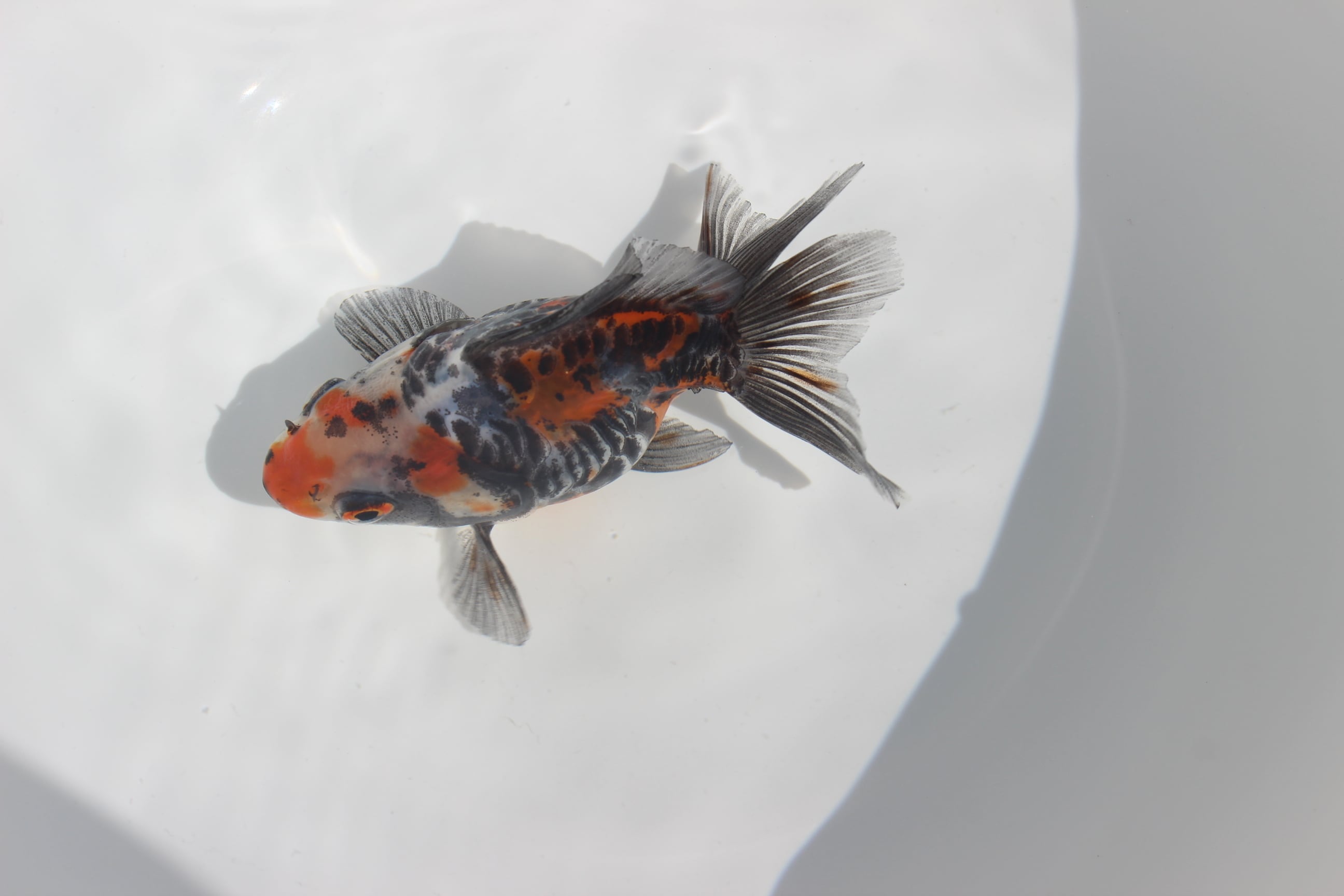 レビュー投稿ありがとうございました】吉野産 二才 ドラゴンスケール三