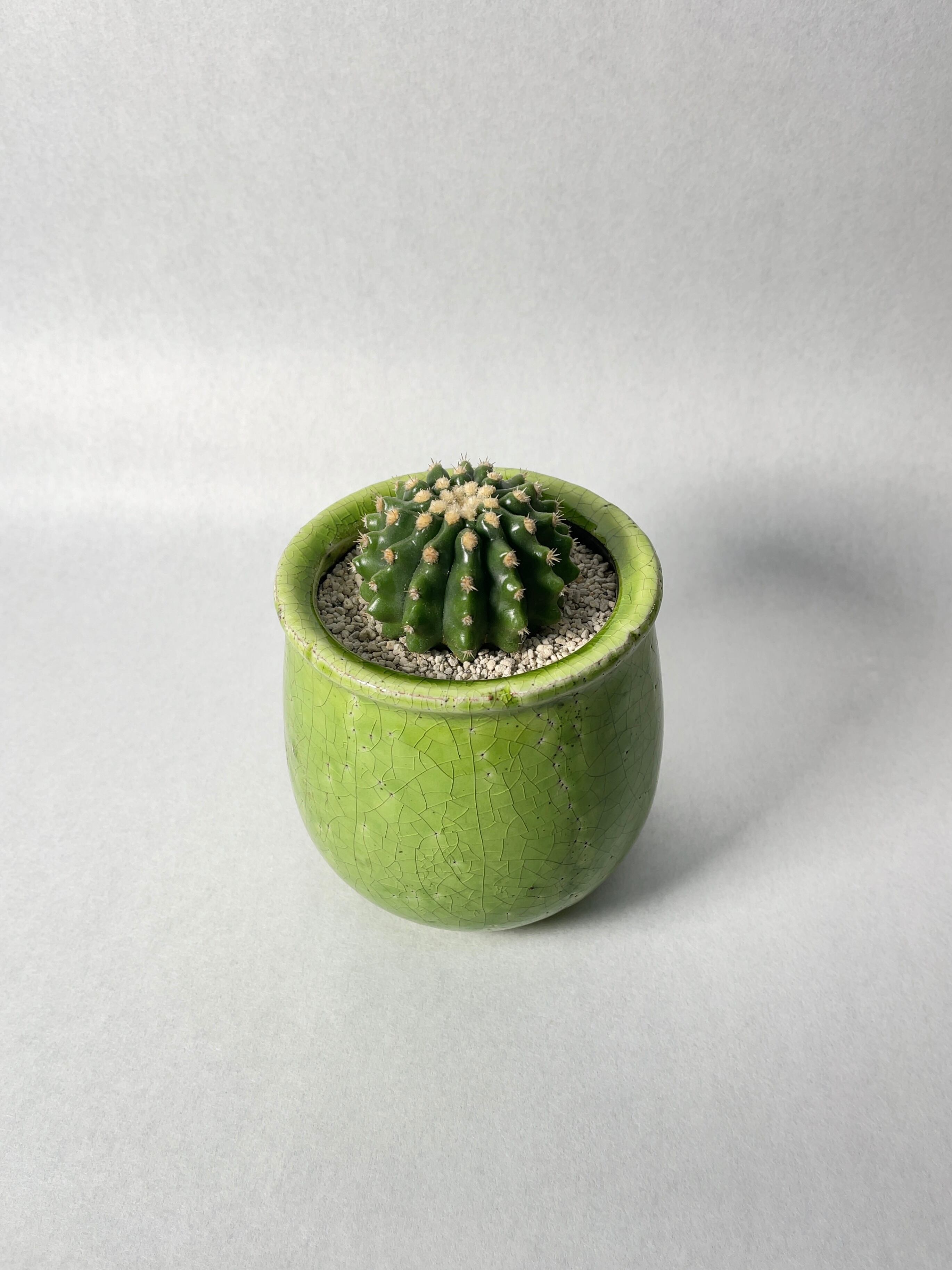 エキノカクタス・刺無金鯱 | trigger