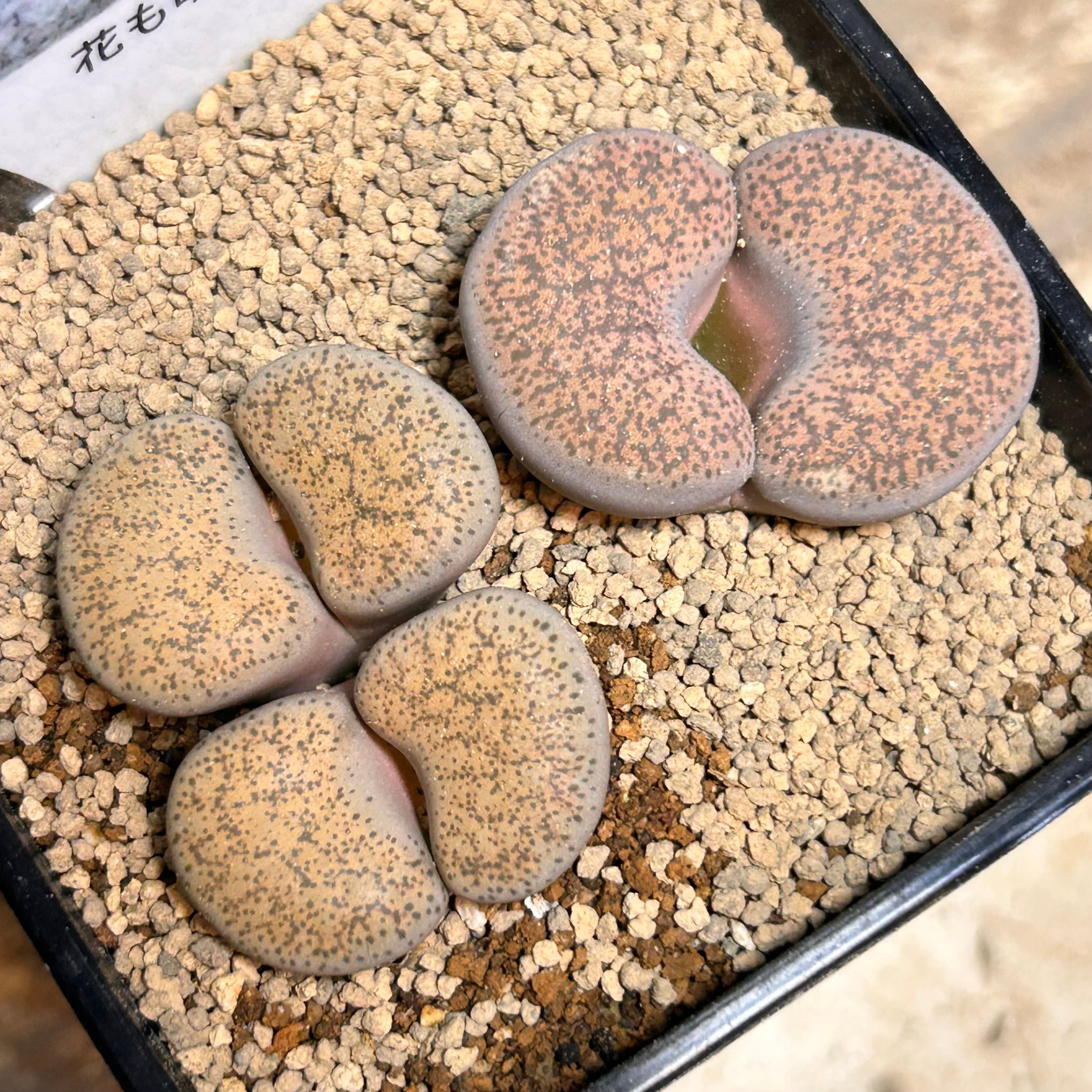 リトープス | RuPo 多肉植物専門店