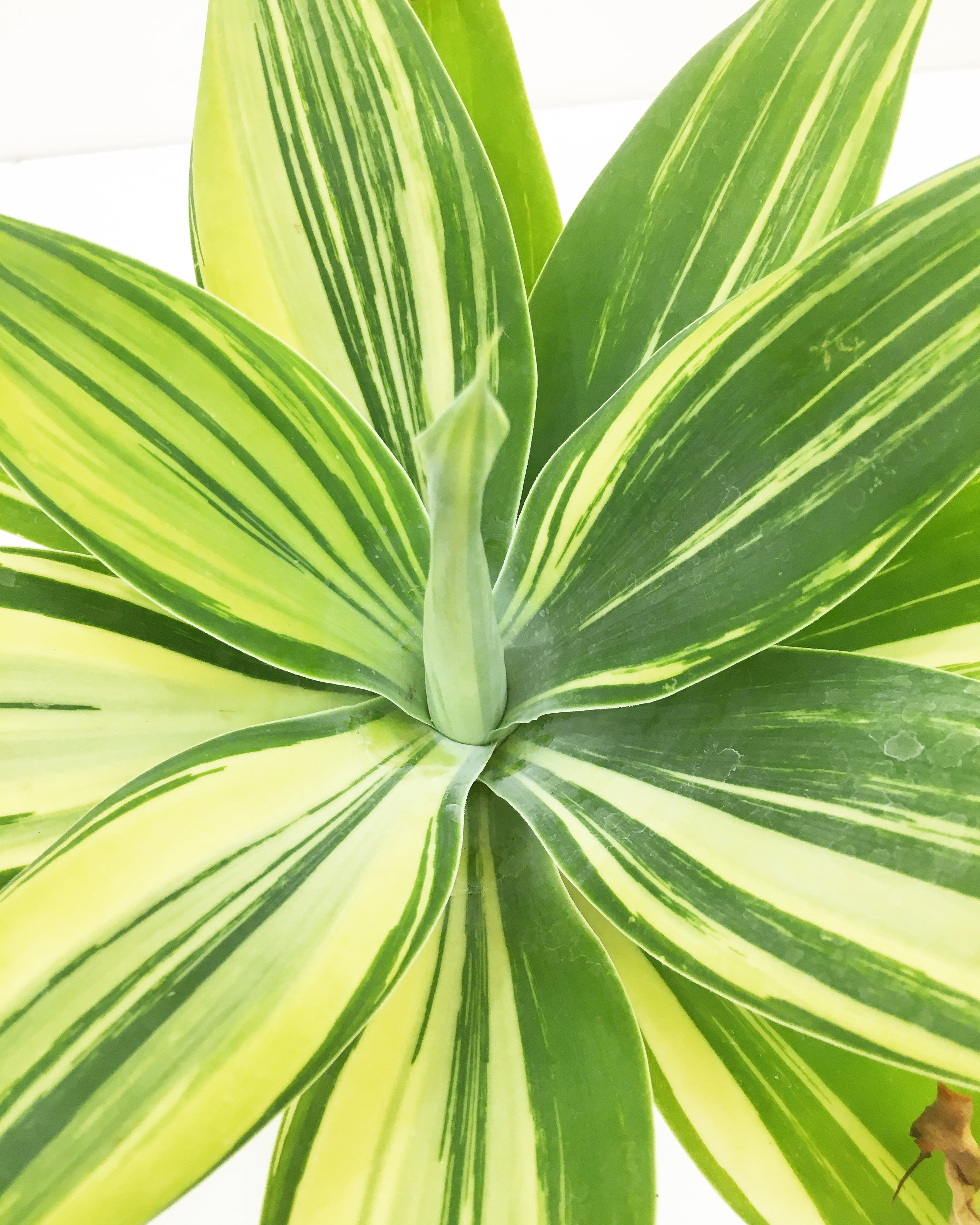 アテナータ 黄覆輪 アガベ 翡翠盤 デスメティアーナ 差替え 