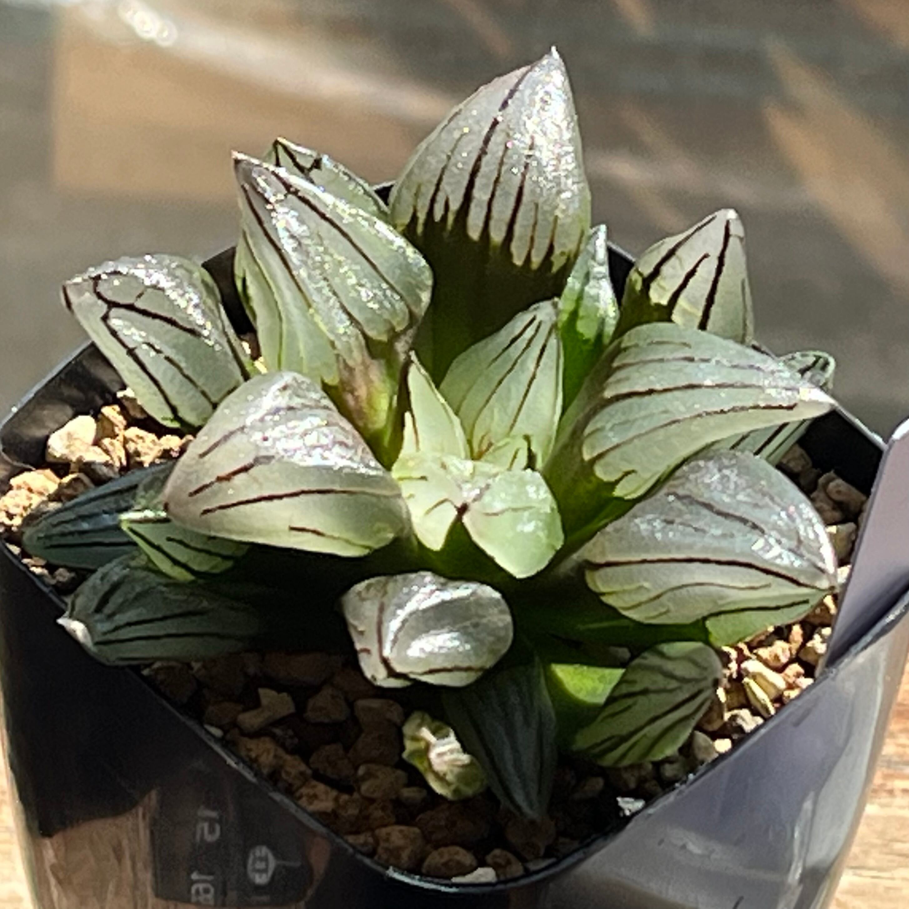 ハオルチア ピグマエアミュータント錦 | mocono_plants