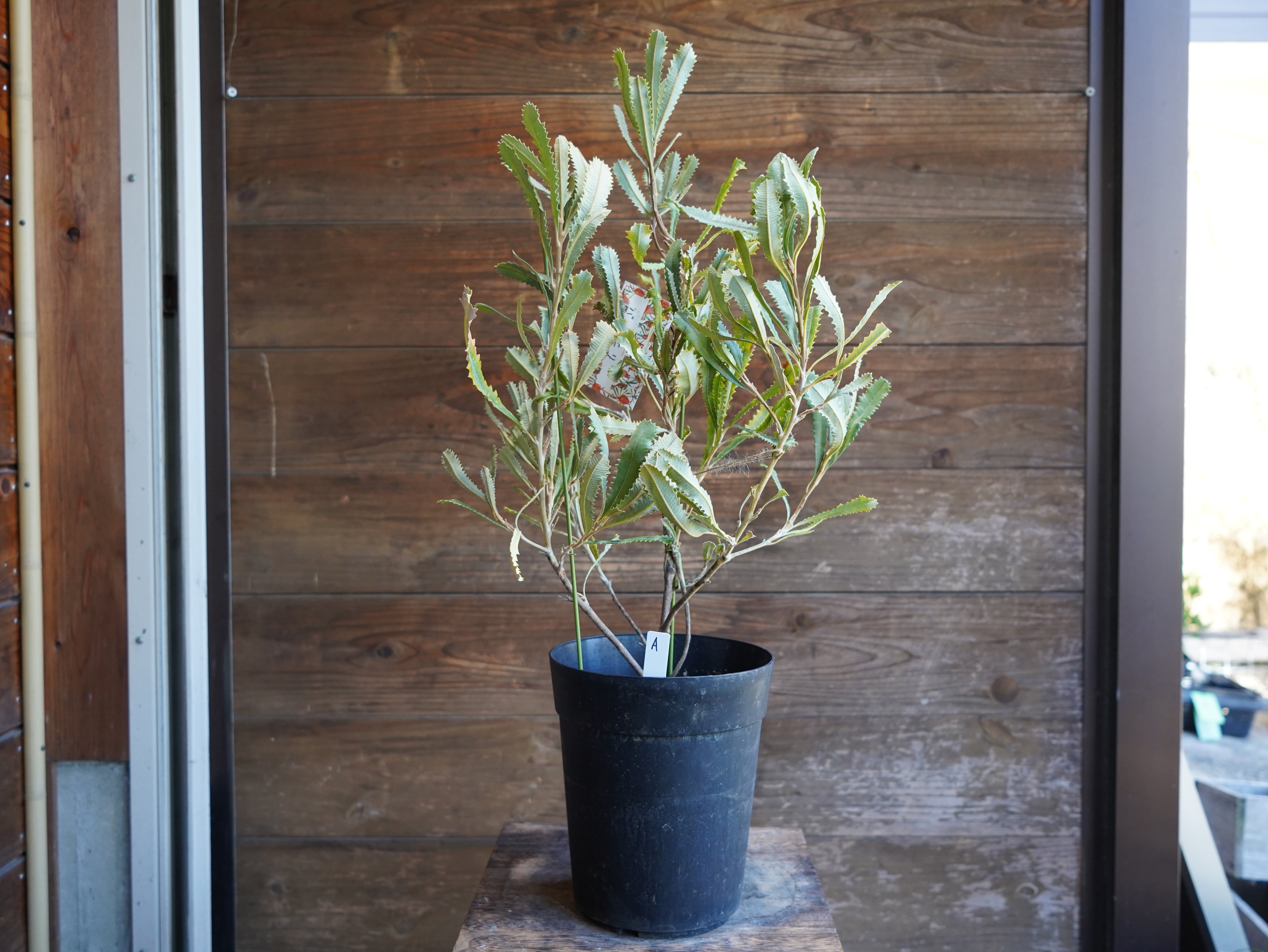 【現物】バンクシア　”バウエリ”　A