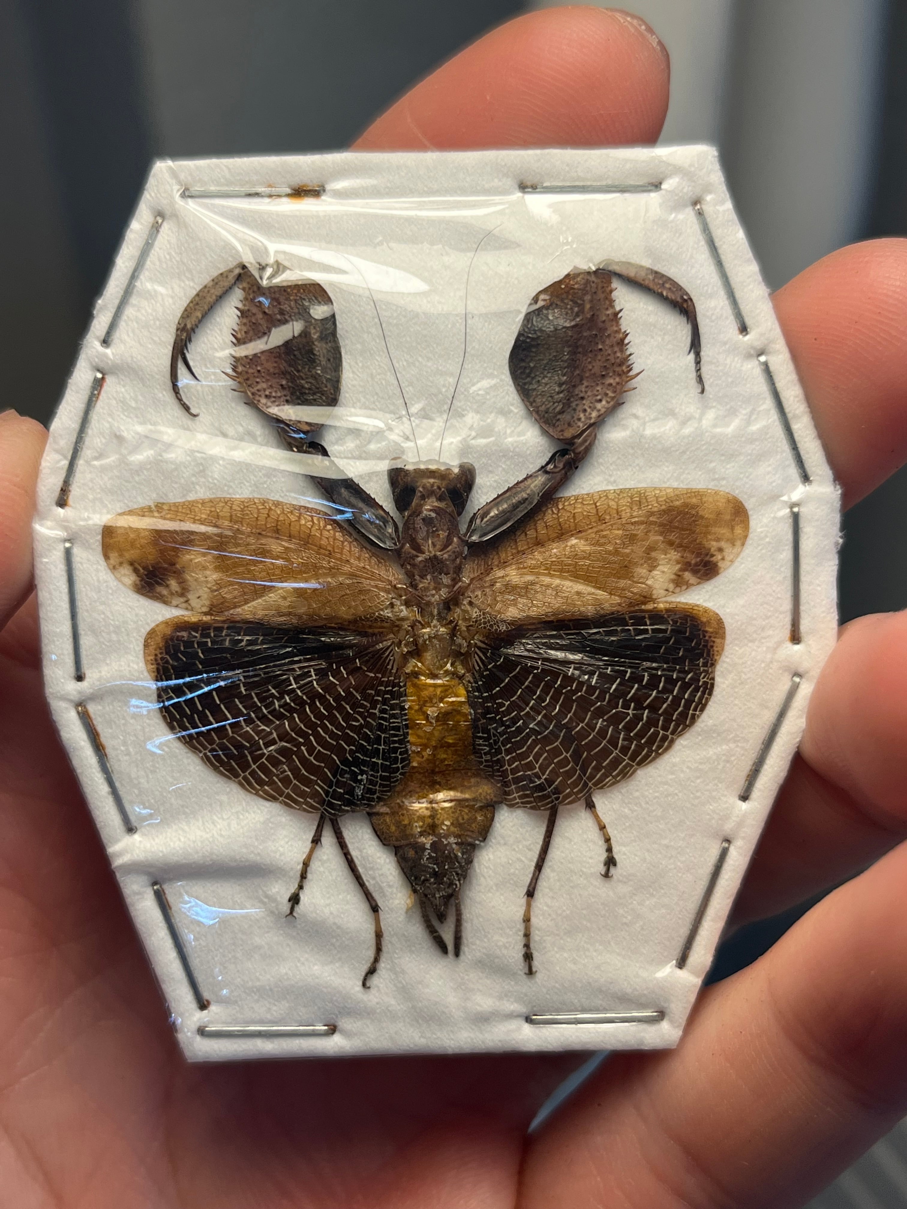 オモニキチュウ