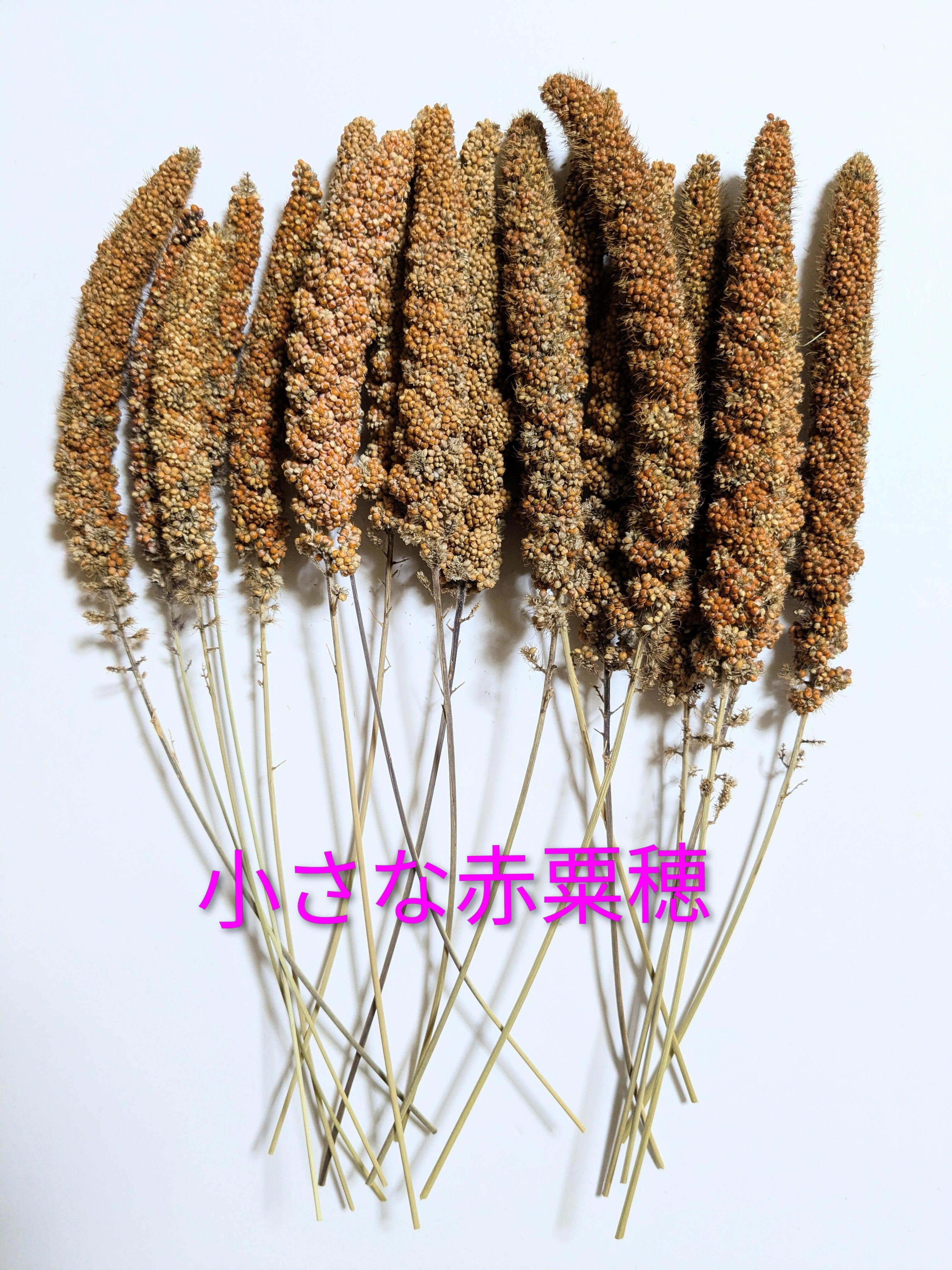 赤 粟穂 ドライ 80g | 廣田農園 BASEストア 鳥部