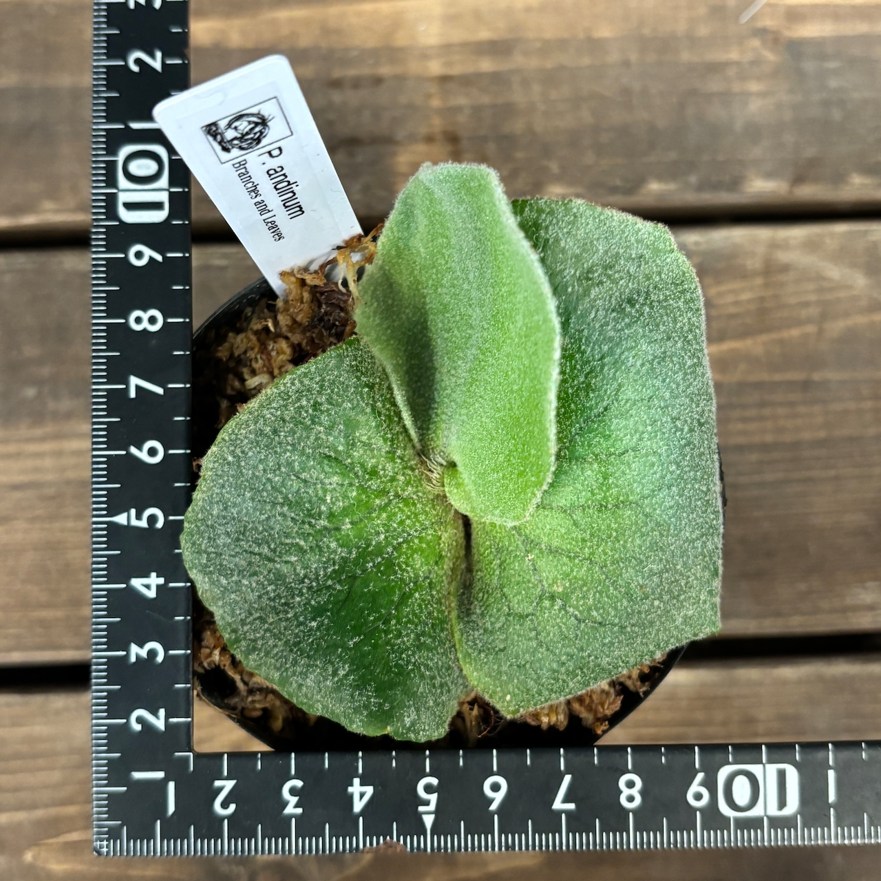 ビカクシダ アンディナム P.andinum【1077】