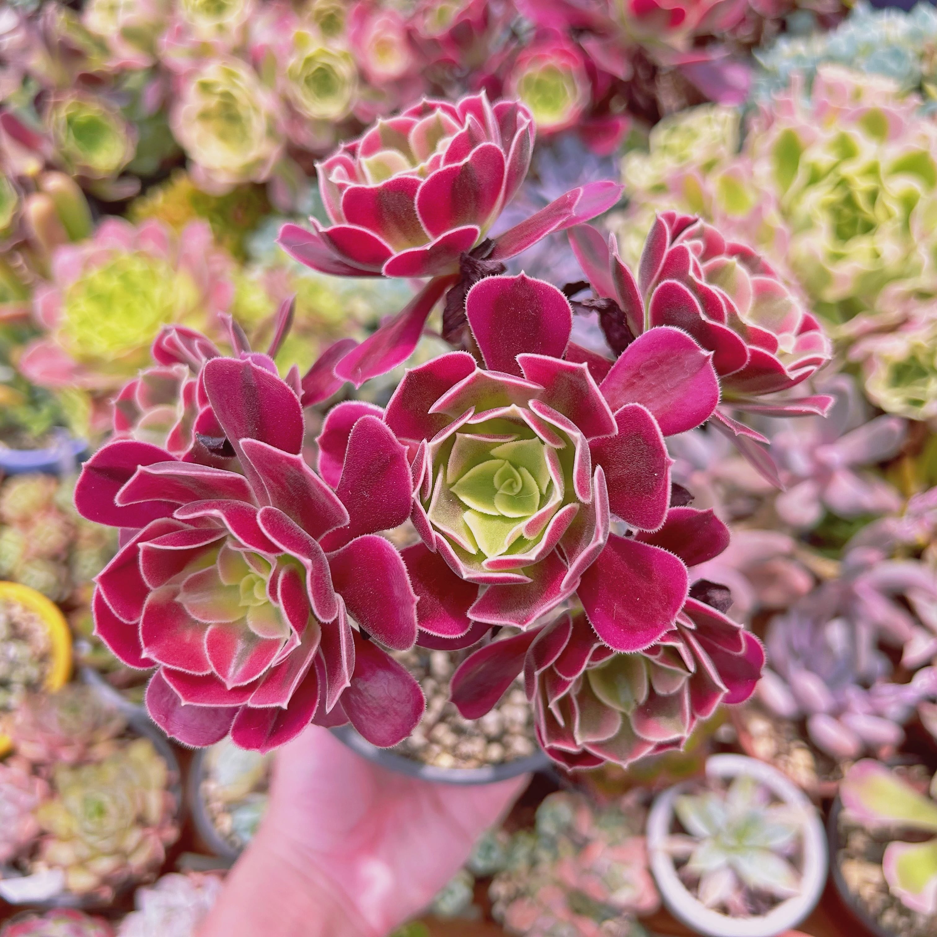 2204現物 多肉植物 Aeonium メデューサ 特大群生 抜き苗 | るる農園