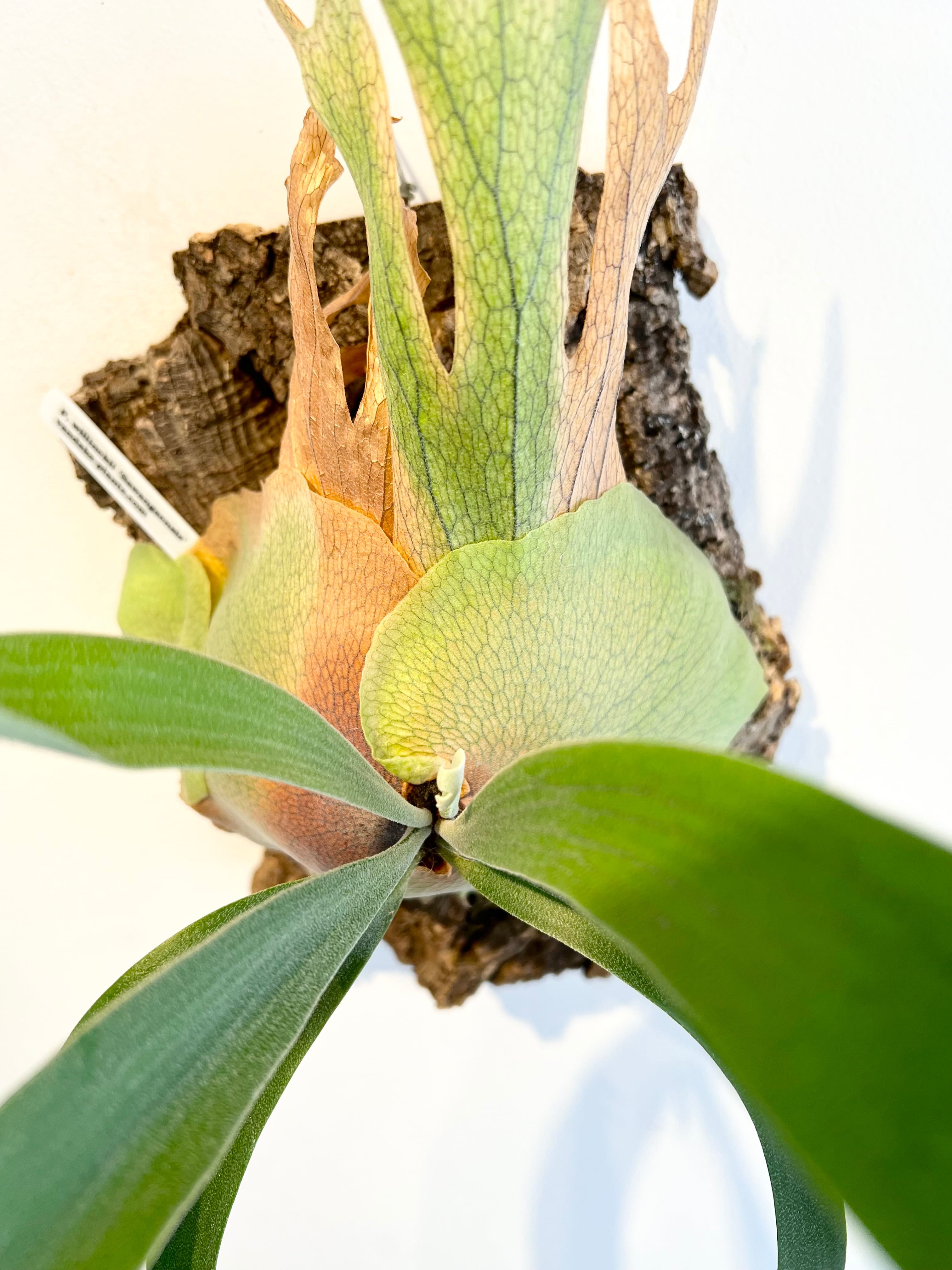 ビカクシダ ウィリンキー 