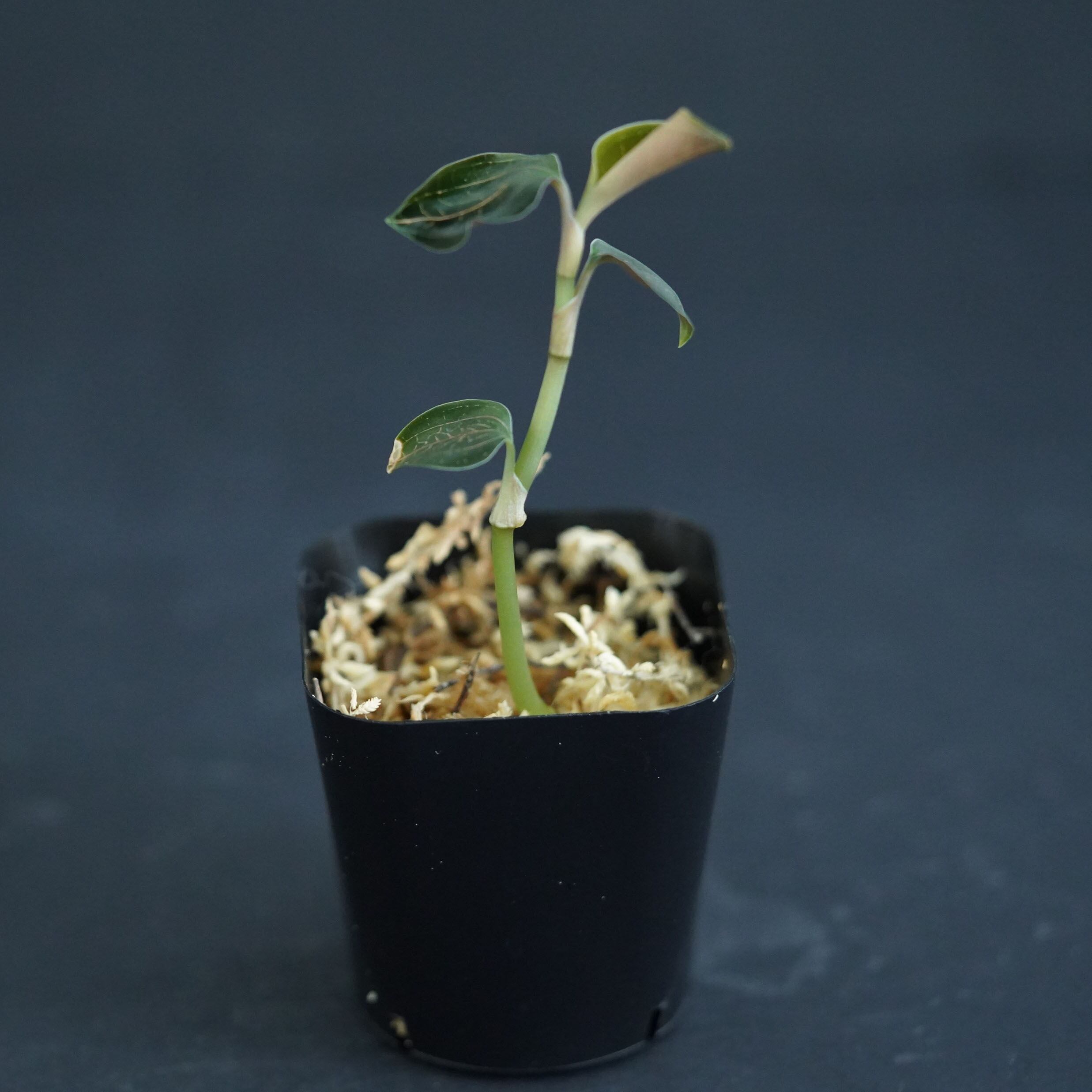 ギルド結成！ コッコロ SP ギルドの勧誘 コッコロ[WS_PRD/W84-T04TD] - マスターズ