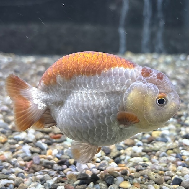 瑪瑙らんちゅう　８ｃｍ