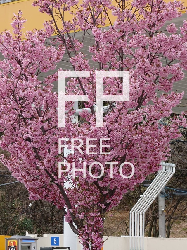 桜（濃ピンク）