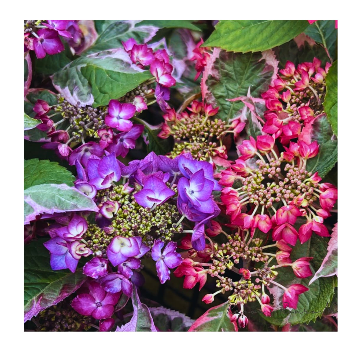 アジサイ:カラフルランジア・オーロラ・パープル(4.5号鉢)新品種 斑入り アジサイ 大栄花園 苗木 鉢植え 地植え カラーリーフ 希少