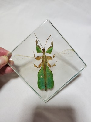 コノハムシ雄　オス　樹脂標本