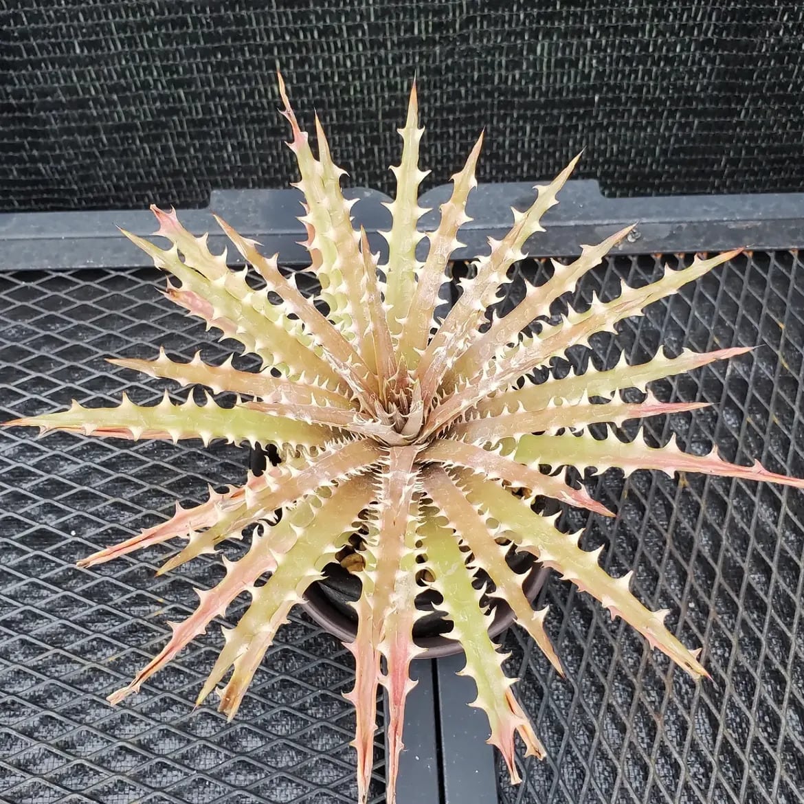 レアプランツ通販サイトPlants Maniax（プランツ・マニアックス）