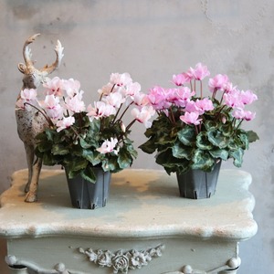 シクラメン　スクリュースター　ホワイト　届いてすぐ玄関に飾れる シクラメン