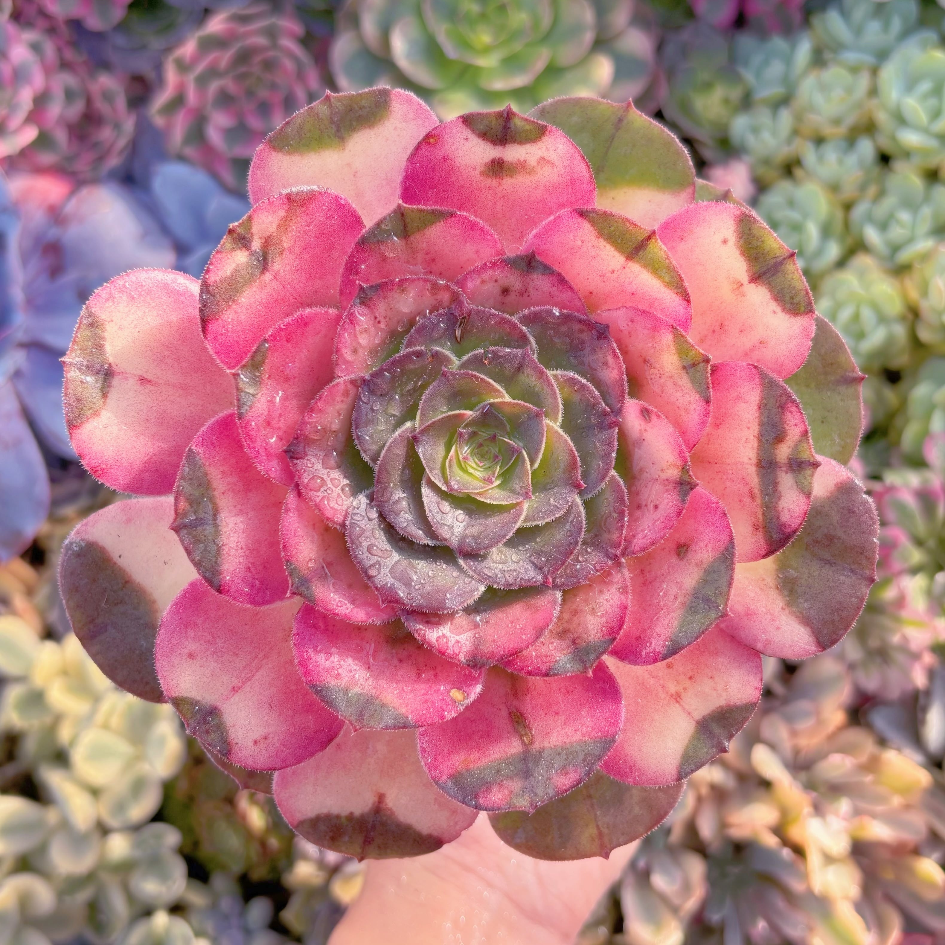 現品　ハロウィン錦#003　新入荷　るる農園