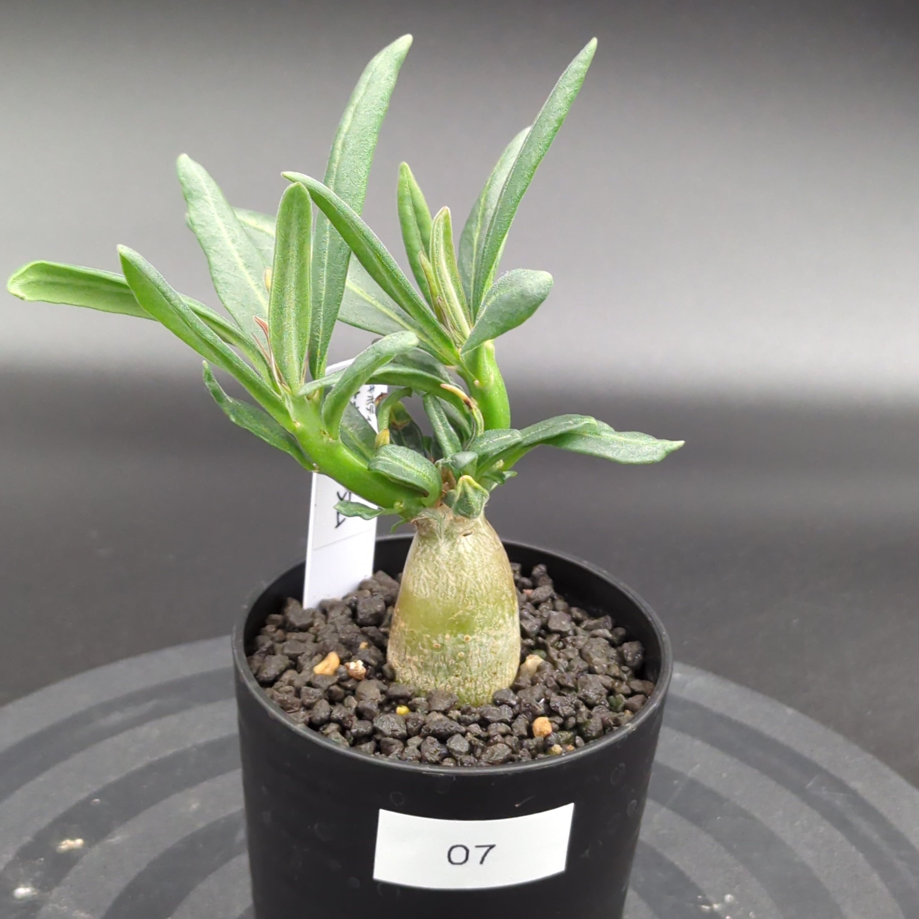 パキポディウム・サキュレンタム (実生株) | BRIDGE GARDEN