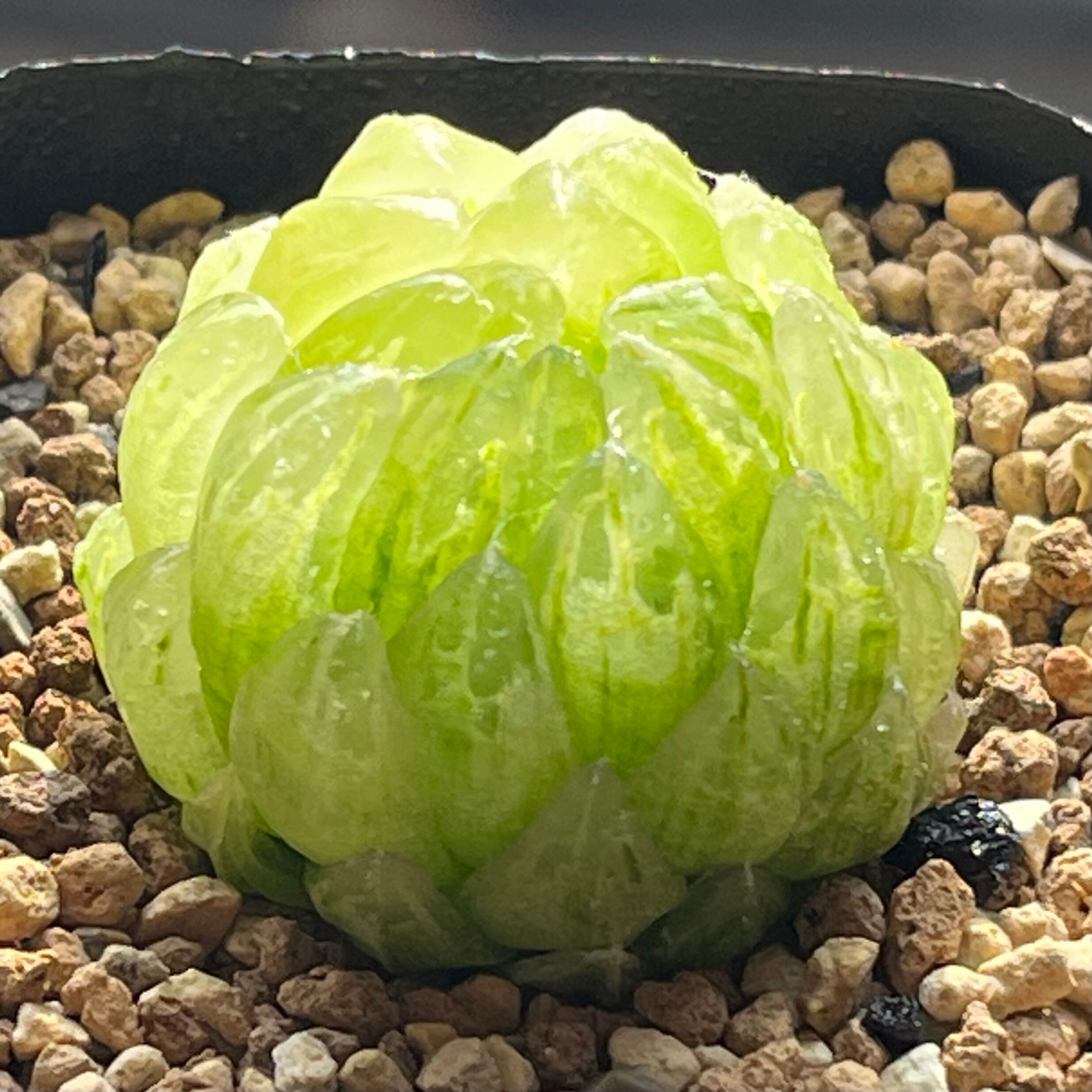 ハオルチア スターズフェアリー | mocono_plants