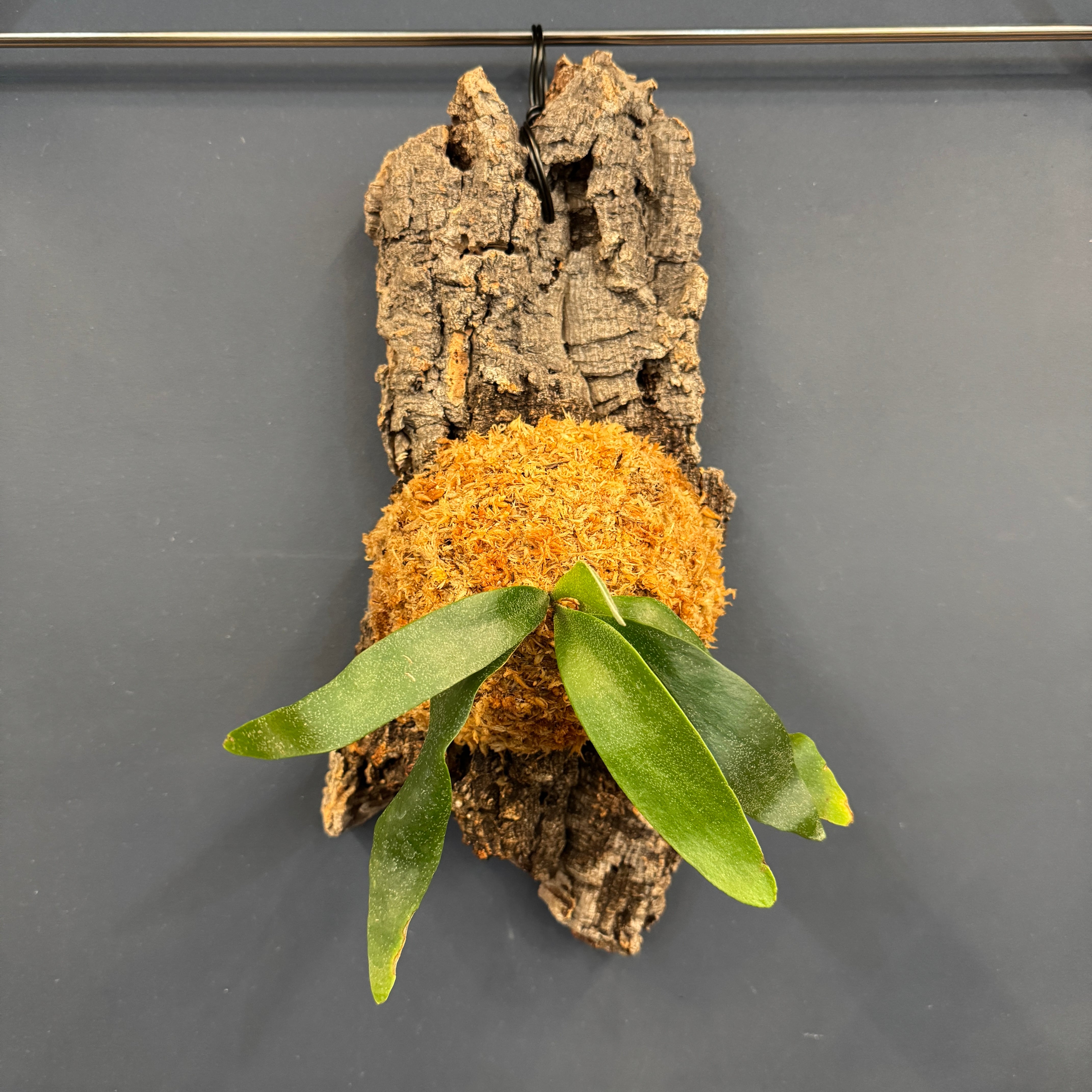 着生仕立て | PROTOLEAF プロトリーフ