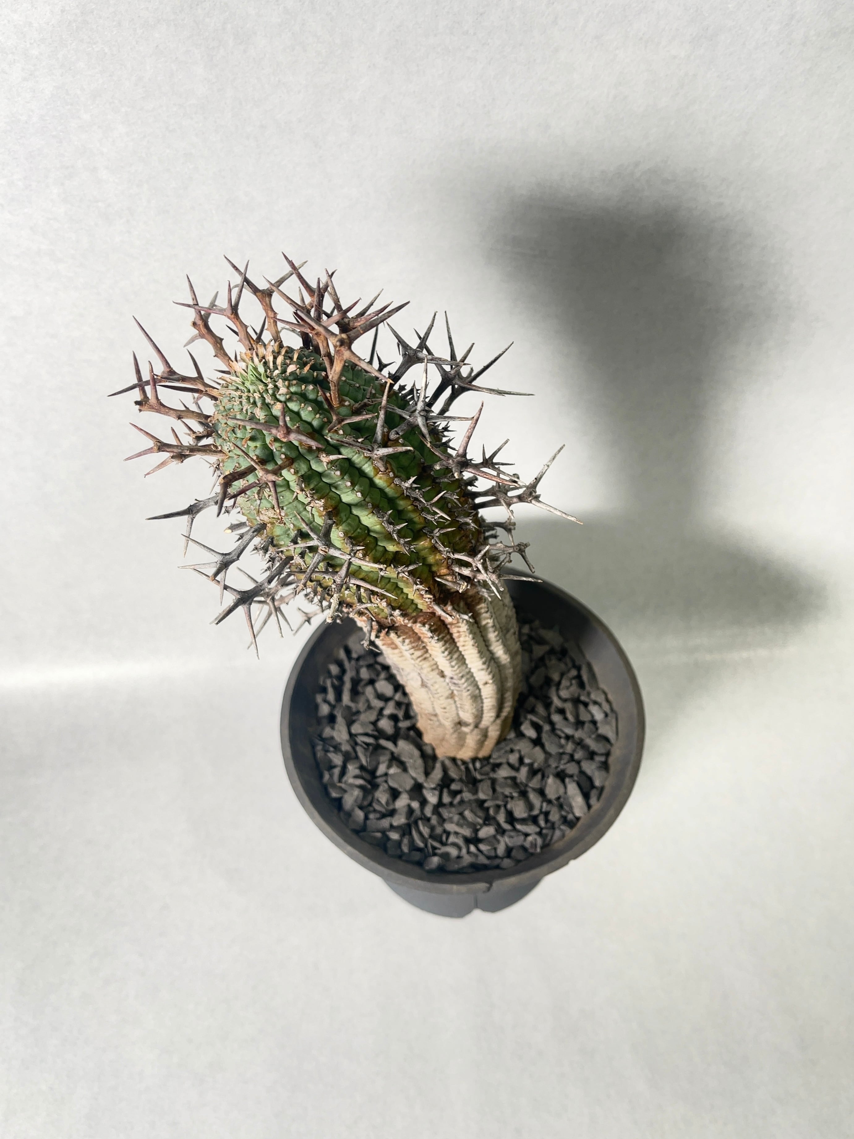 ユーフォルビア・群星冠 | trigger