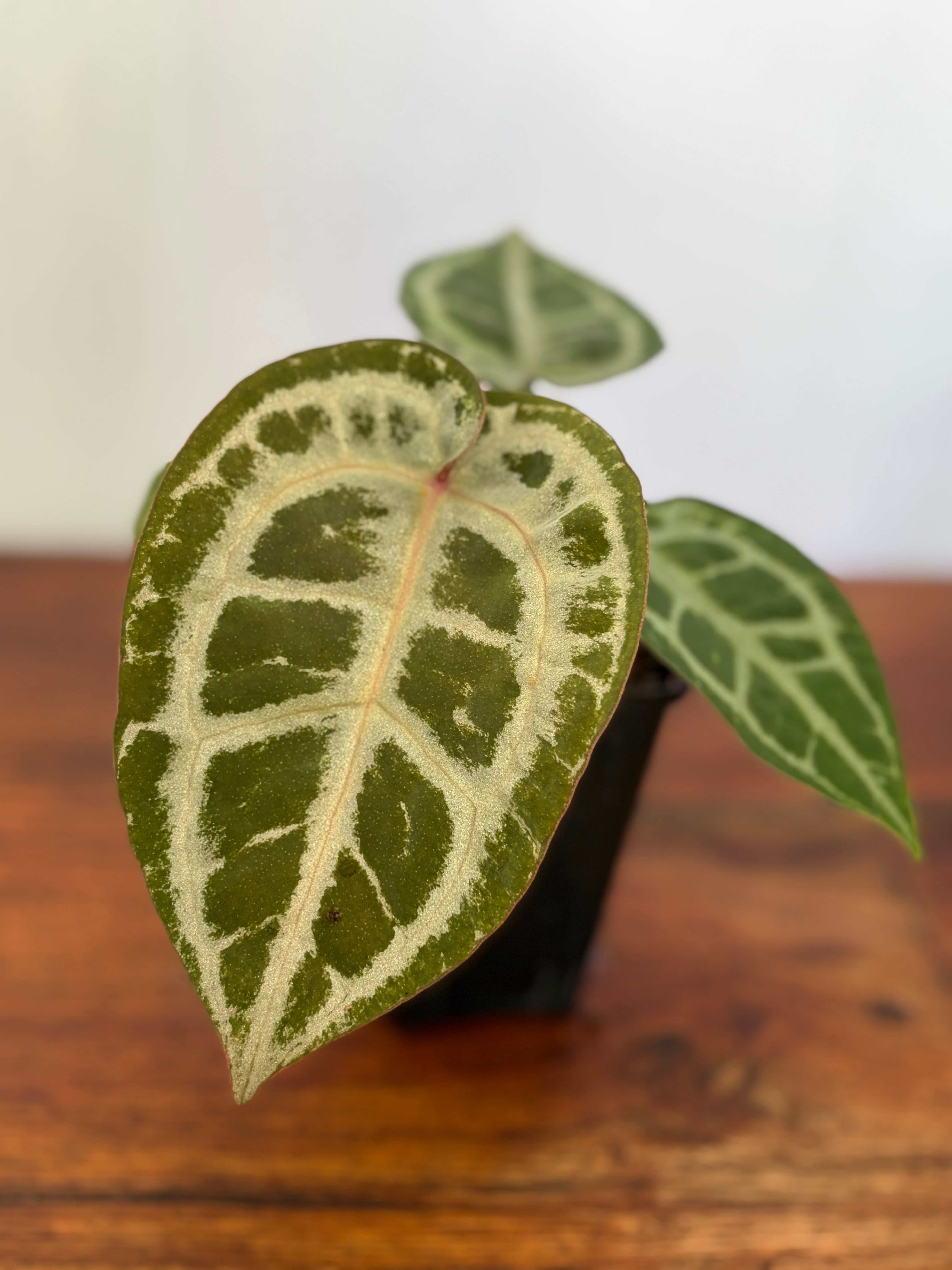 Anthurium | BALI-AN 園芸
