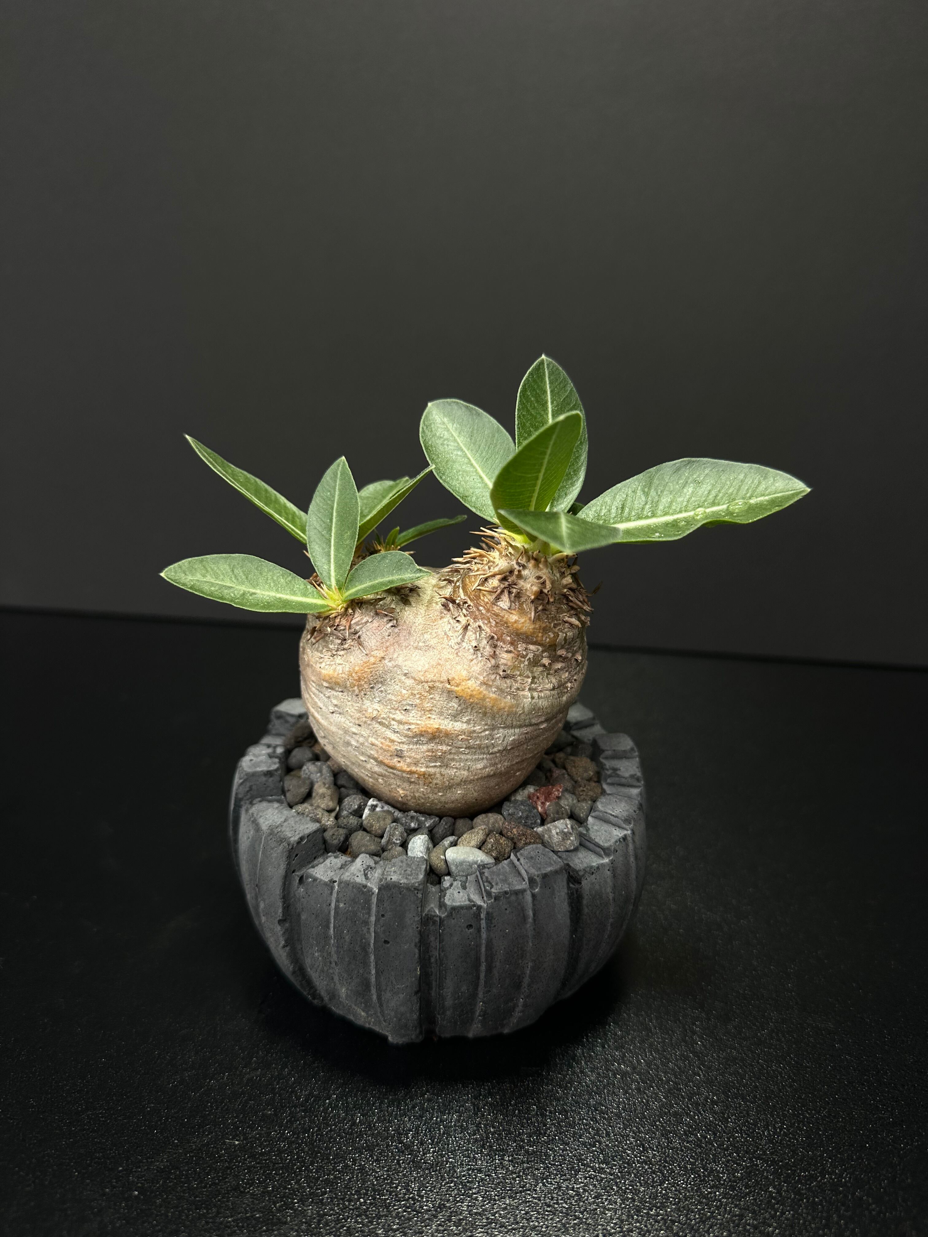 超希少 絶滅危惧種 登録票あり】エンセファラルトス ホリダス