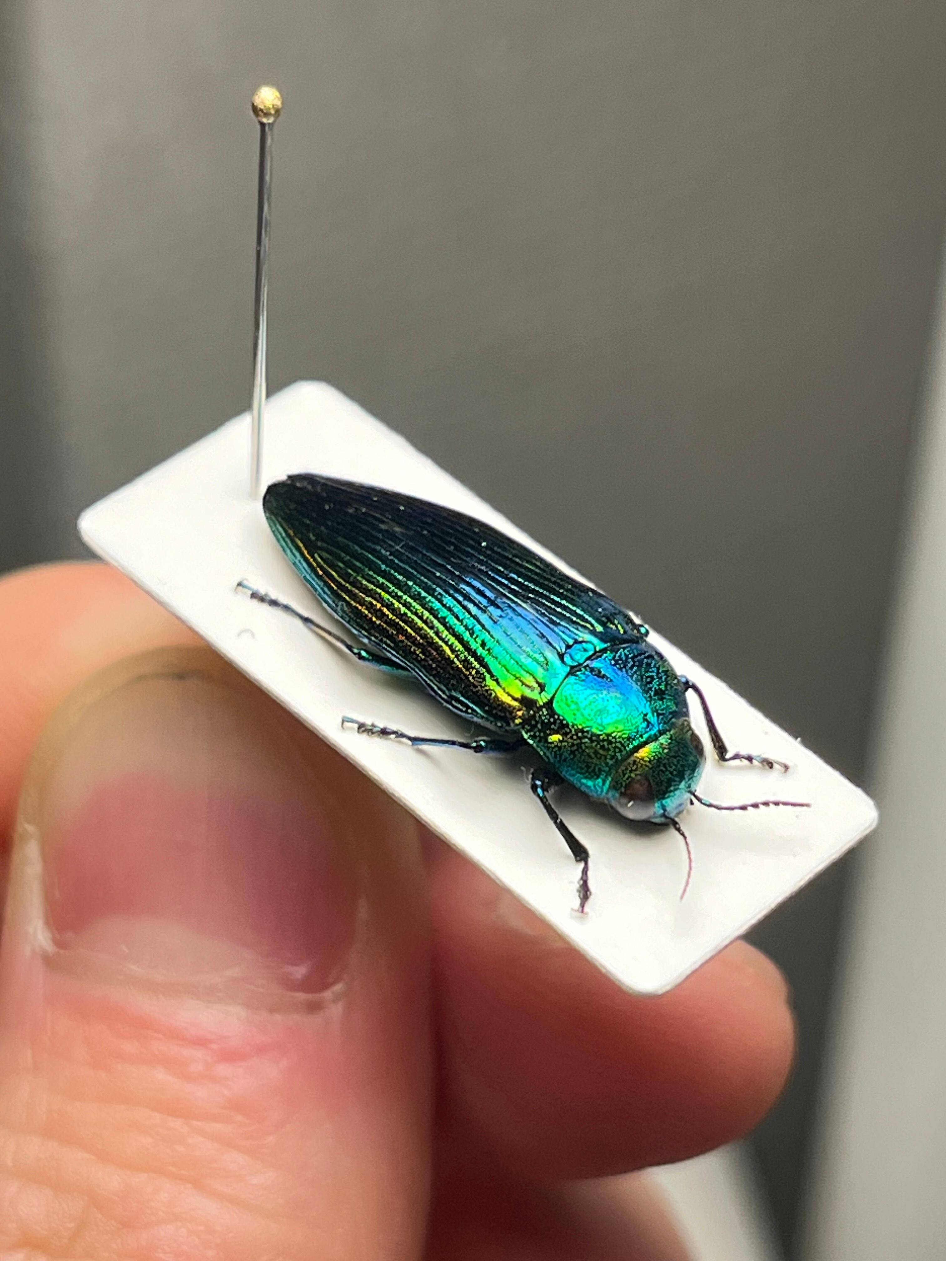 青玉虫最高峰】エゾアオタマムシ Bigサイズ 昆虫標本 コブハムシ