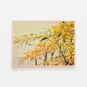 ミモザ / アートポスター 黄色の花 写真 アカシア 2L〜 カラー アートプリント 横向き 自然 フラワー