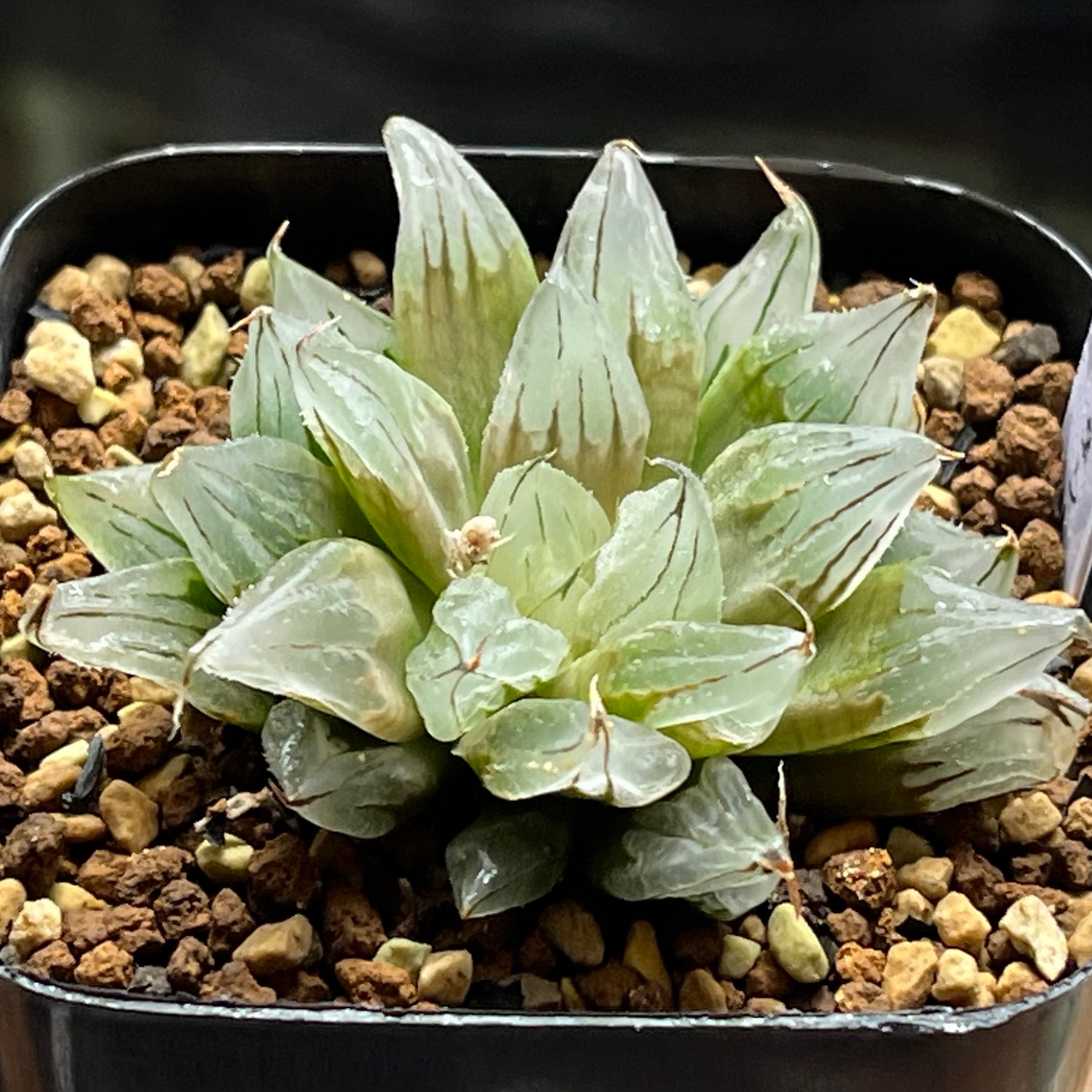 ハオルチア ミシェルミュータント | mocono_plants