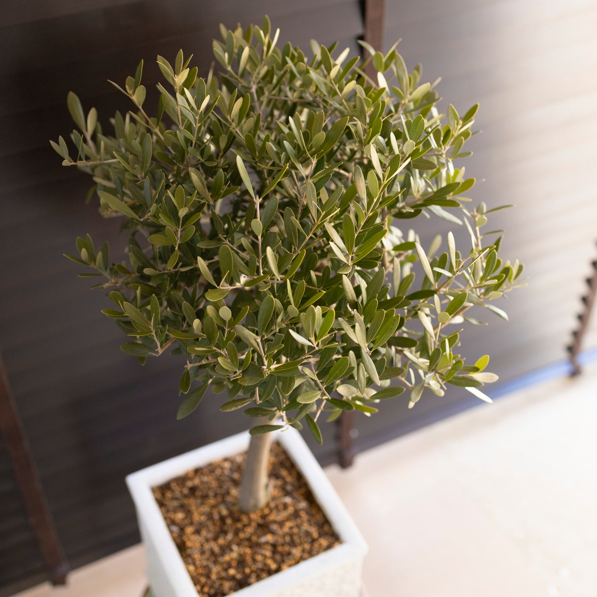 オリーブの木 ネバディロブランコ レンガ風石膏鉢植え 苗 シンボル