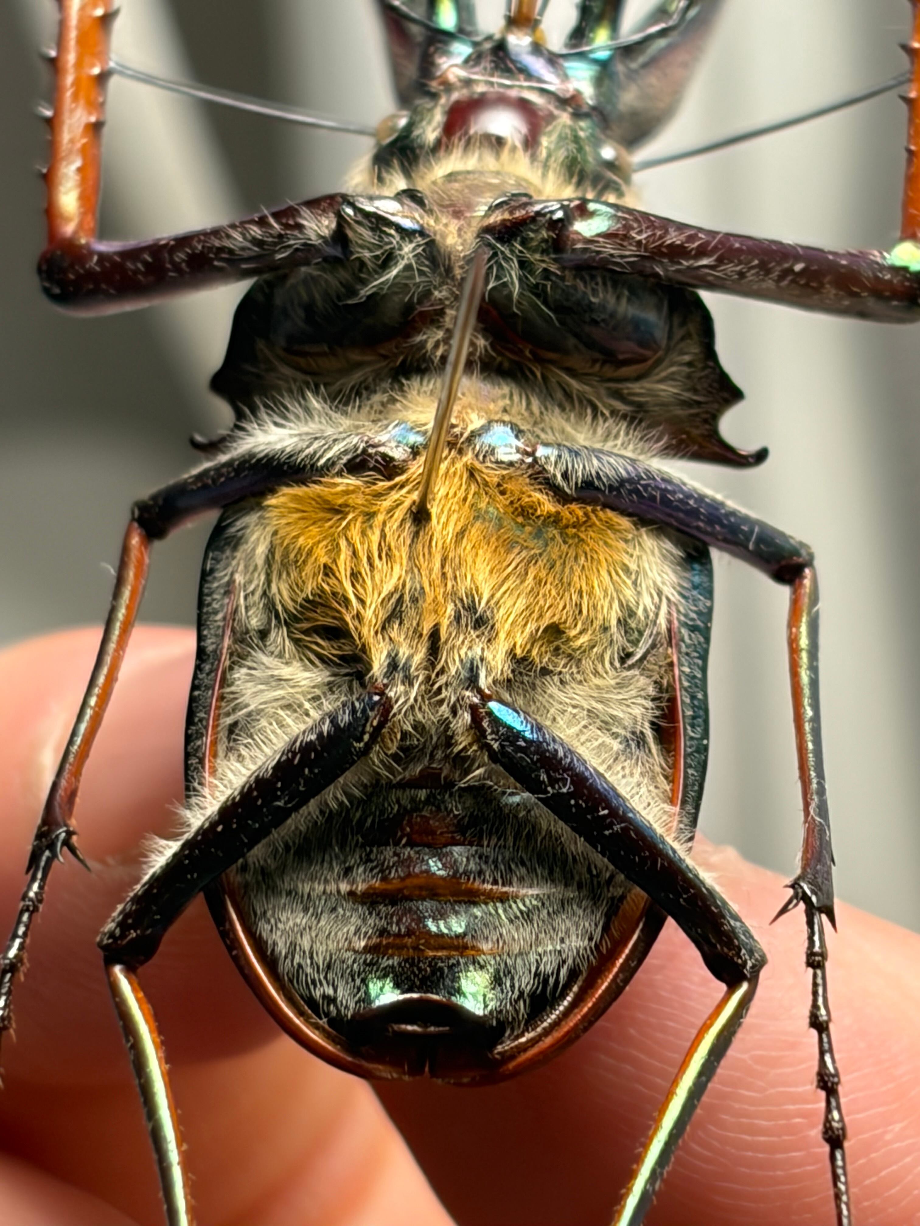 76mm】チリクワガタ メタリフェルホソアカクワガタ Wild 昆虫標本