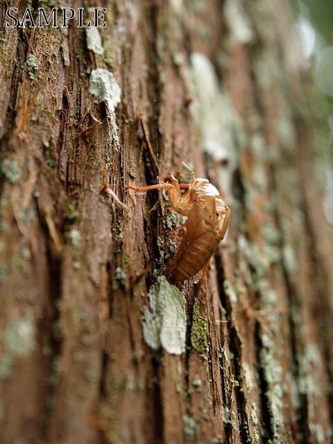 高野山　幹　JPEG (2)