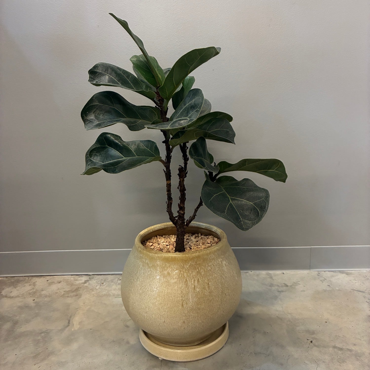 フィカス・リラータ カシワバゴム 植え込み品【669】 | PROTOLEAF
