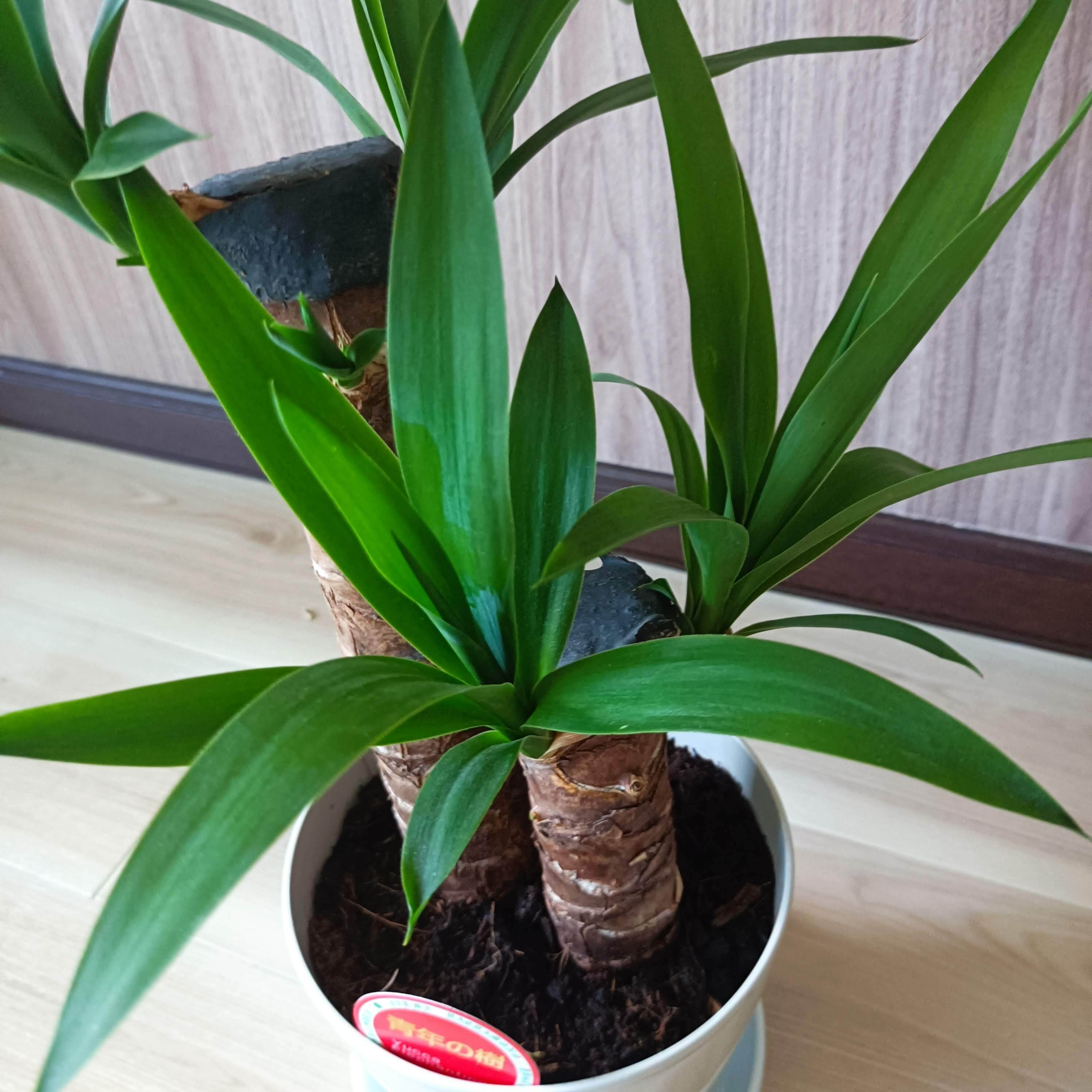 引取り限定⭐︎足立区 青年の木 ユッカ 観葉植物 木【値下げ】