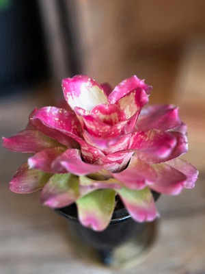 ネオレゲリア マーブルニック　(3号)