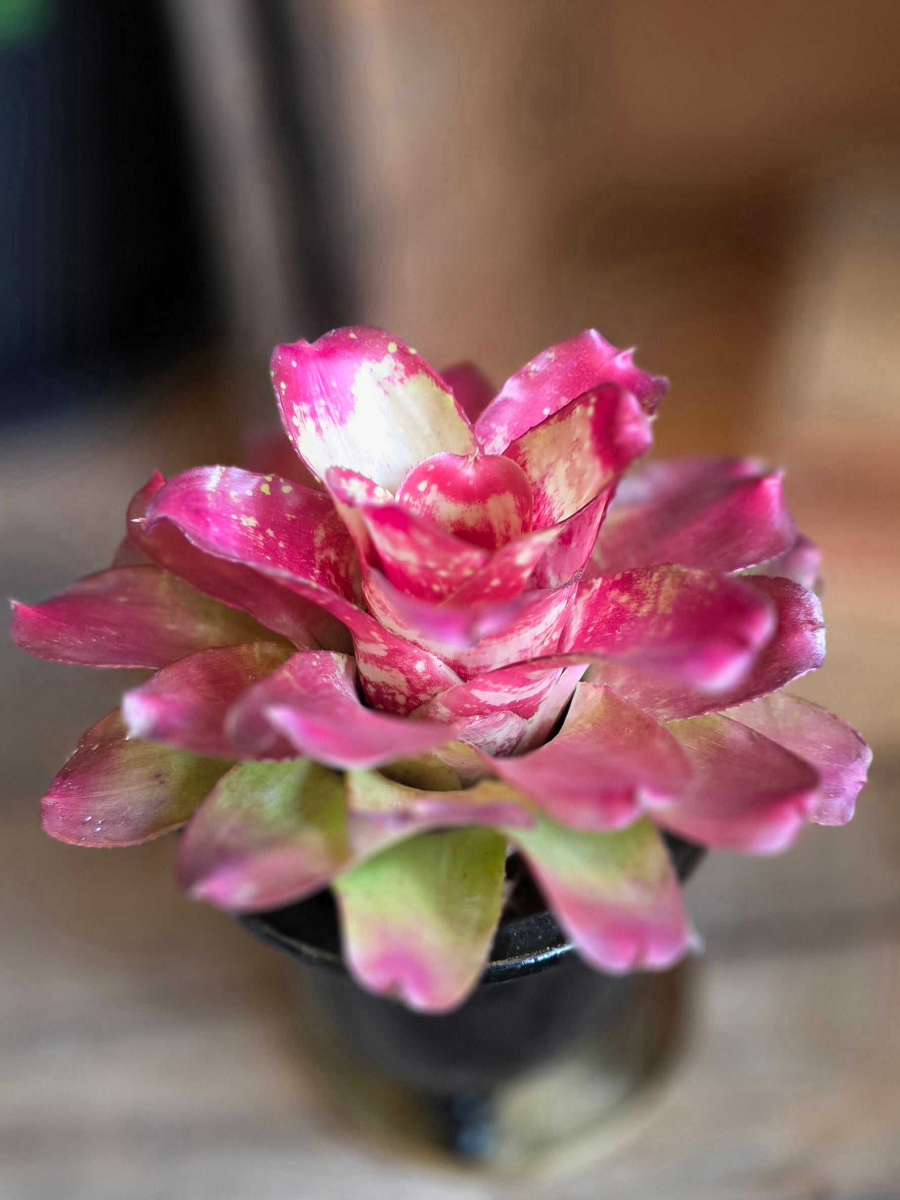 ネオレゲリア マーブルニック　(3号)