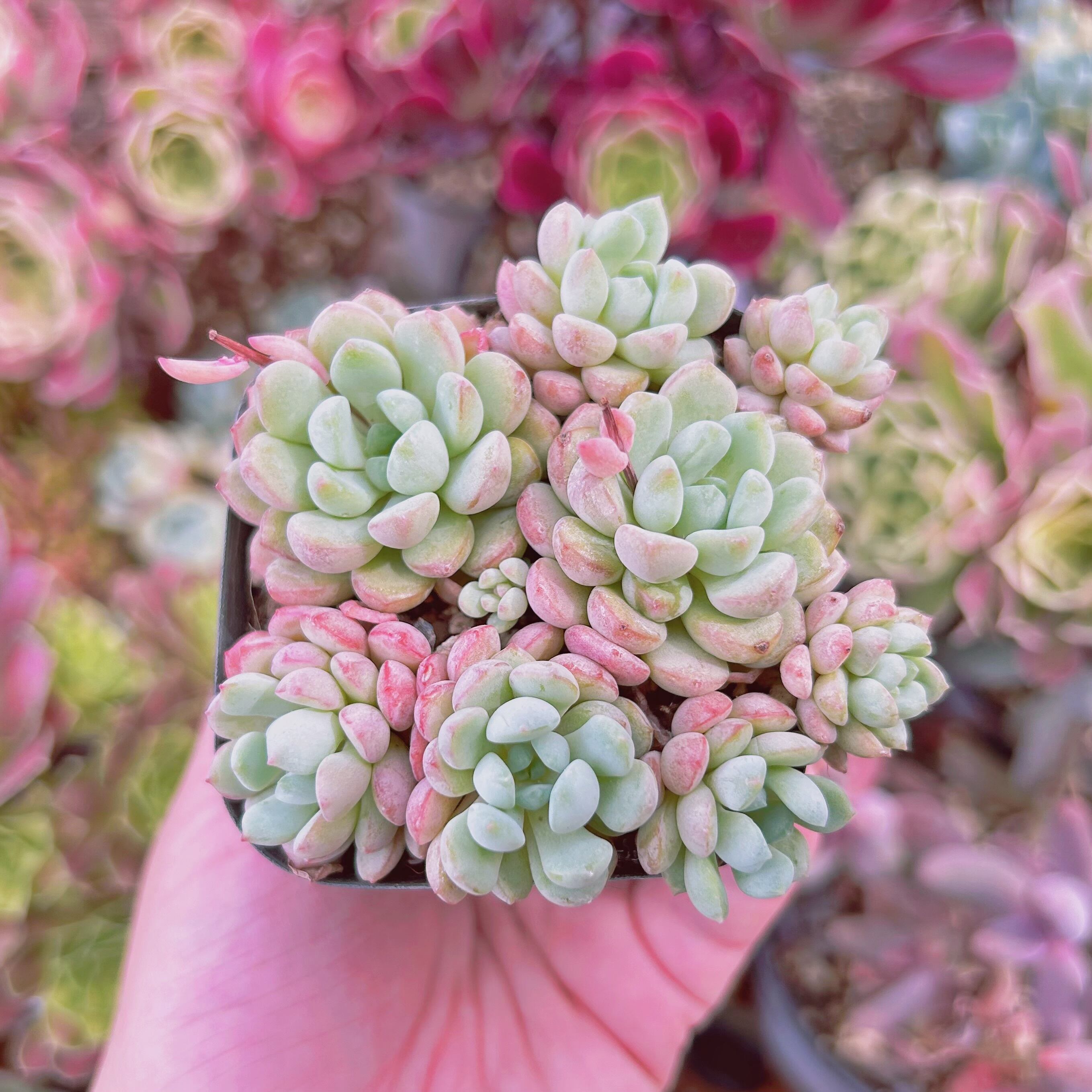 #809現物　多肉植物　萌豆　抜き苗