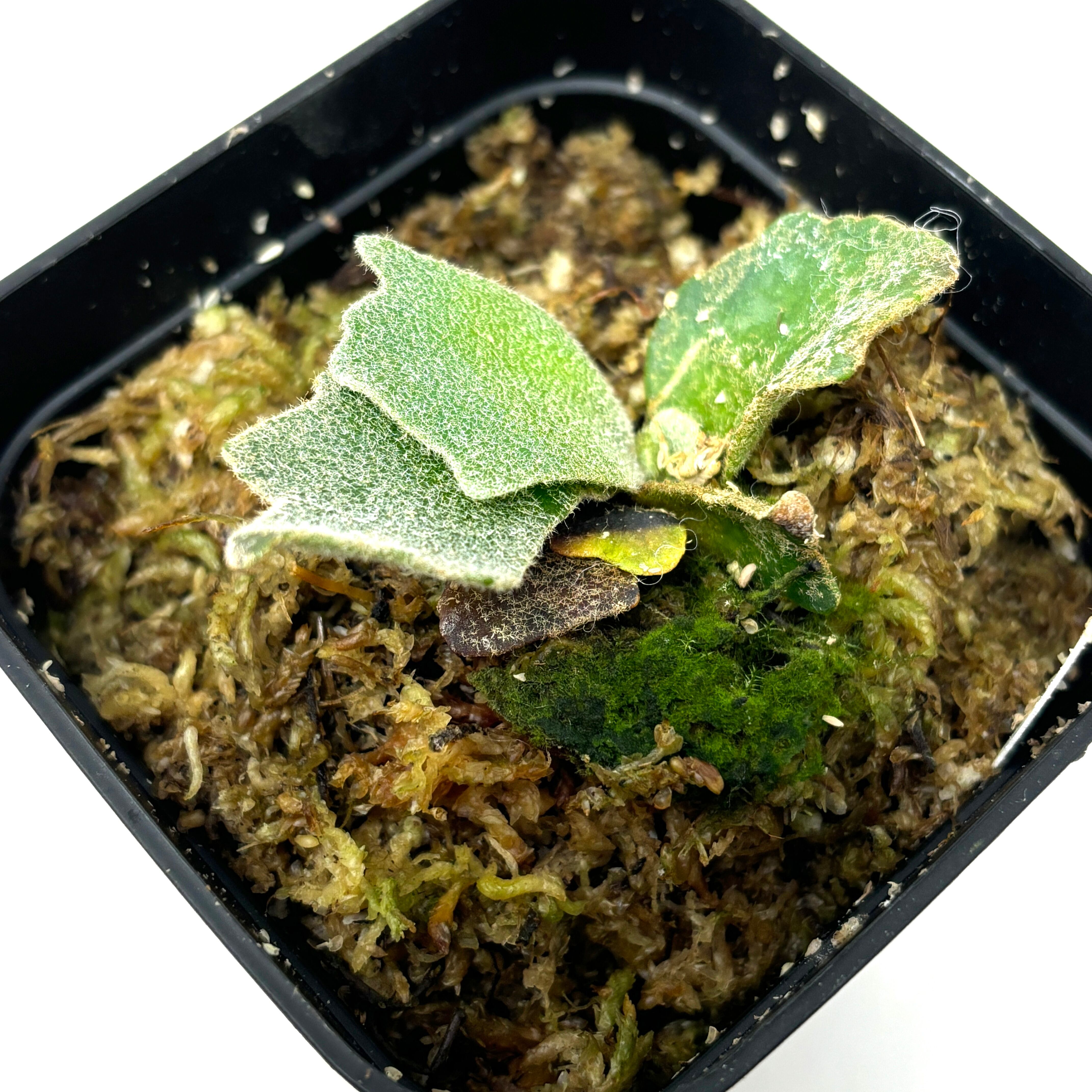 ビカクシダ ジェイドガール P. willinckii  