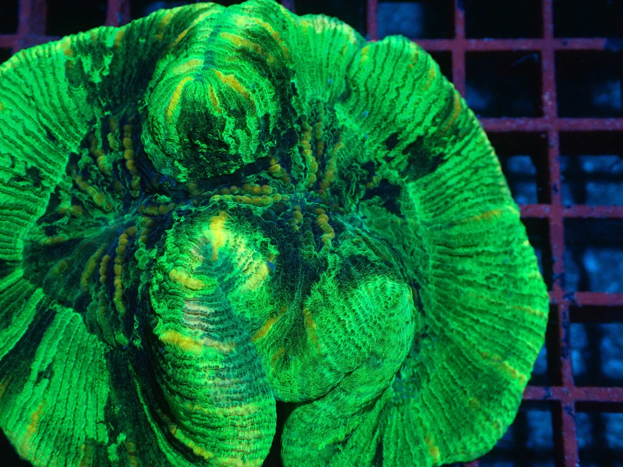 【現地買付】Trachyphyllia geofroy From Makassar