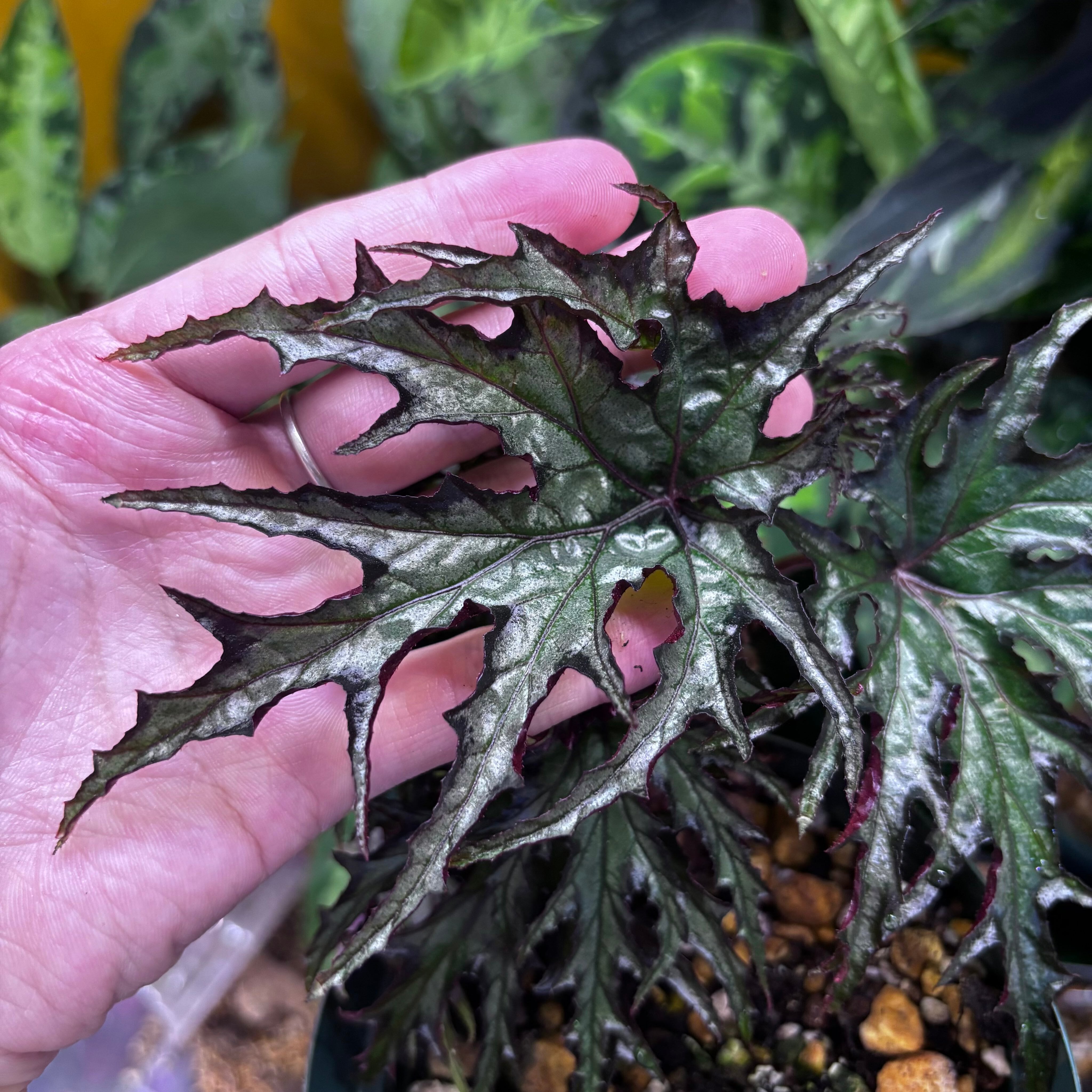根茎性ベゴニア | 熱帯雨林植物専門店 トイ吉園芸