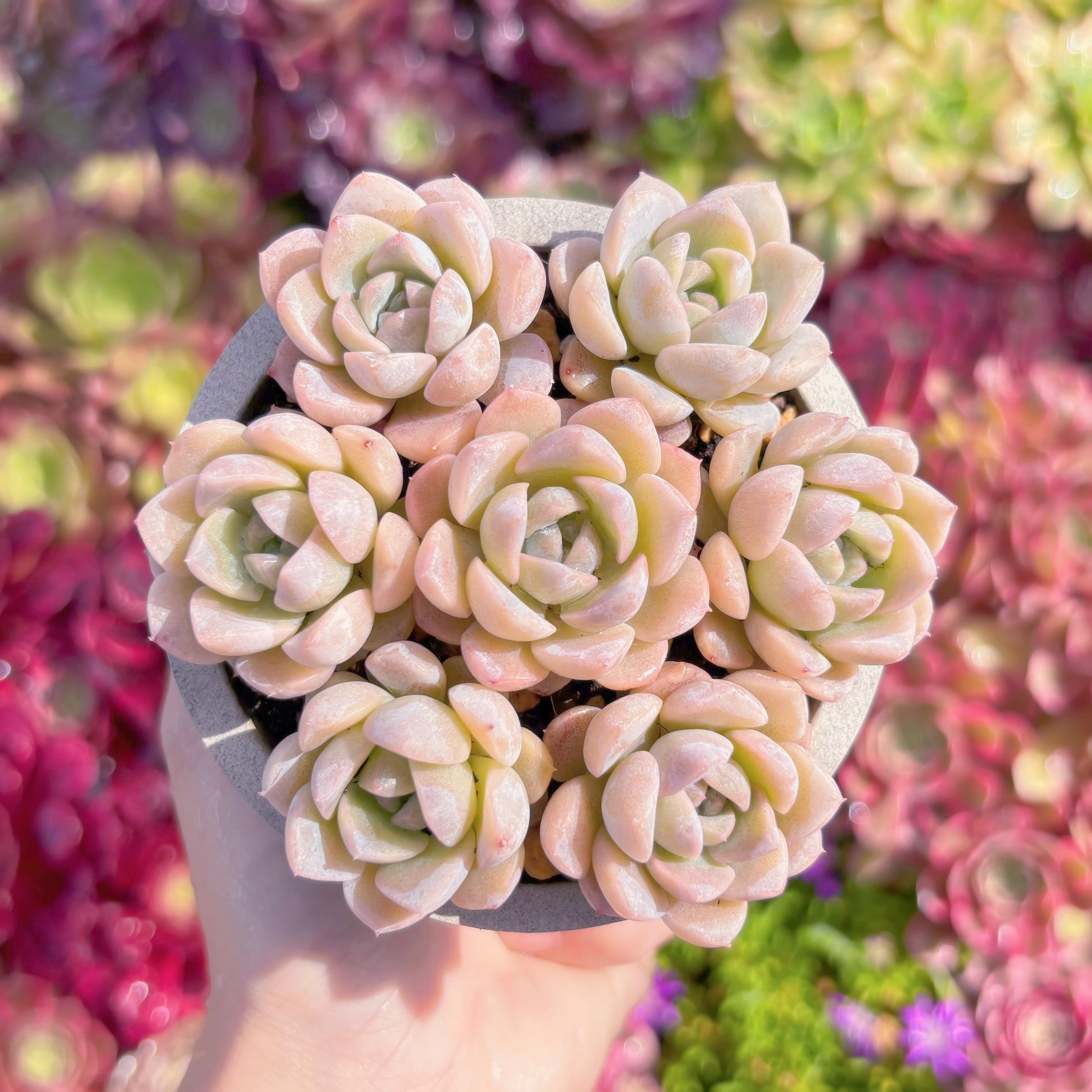 多肉植物　アメージンググレース(7苗)　新入荷　るる農園