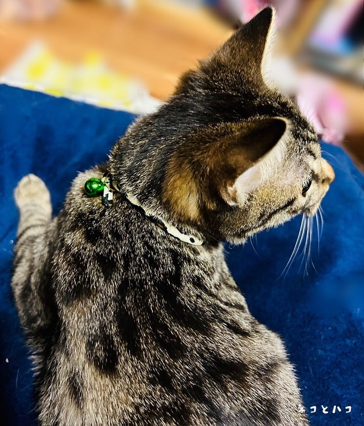 ブルー(ホワイトフラワー柄)、わんちゃん猫ちゃん用首輪 ブルー(ホワイトフラワー柄)、わんちゃん猫ちゃん用首輪 レオパード