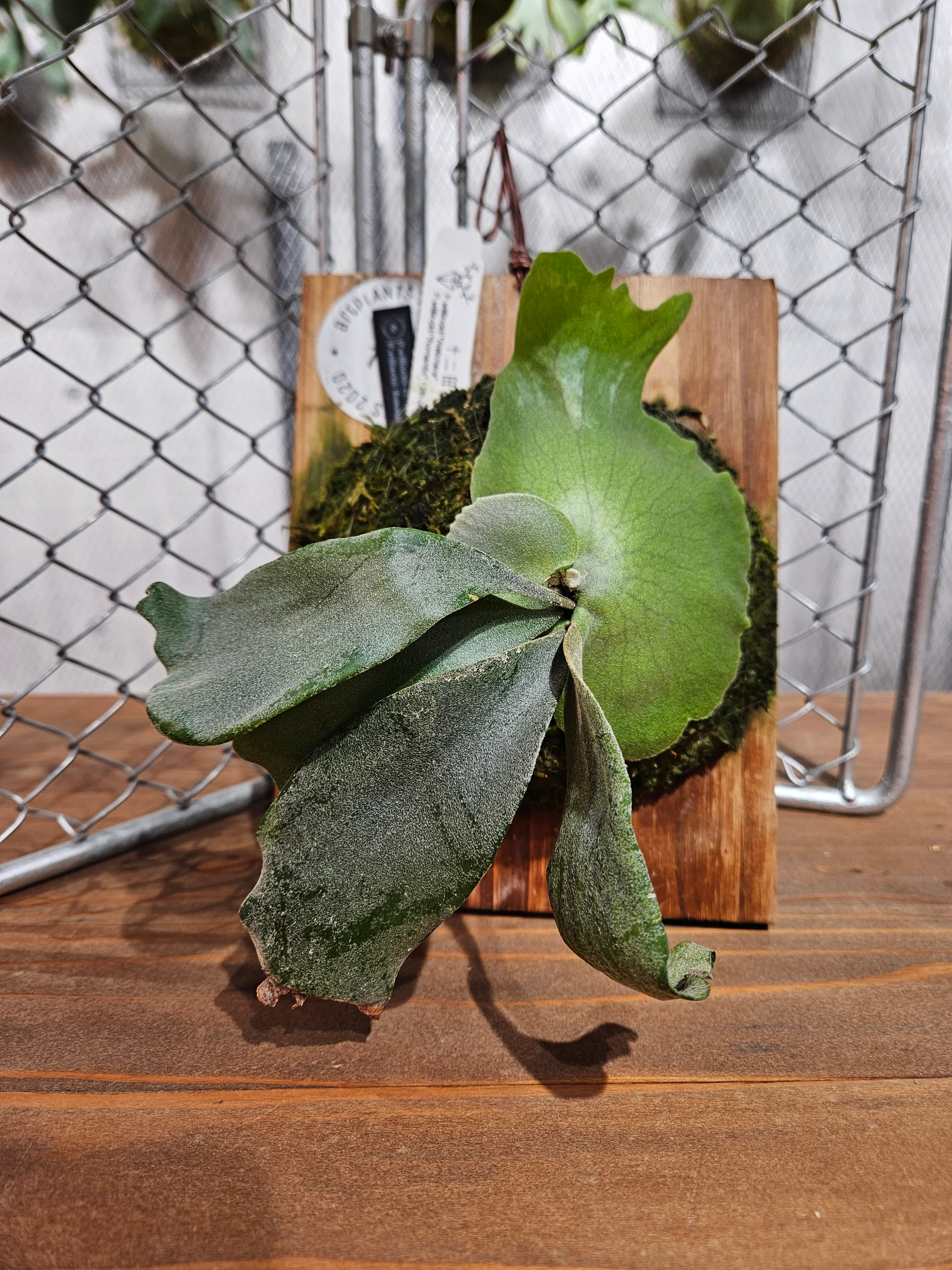 Aechmea Otto 【artPLANTs】エクメア/タンクブロメリア | artPLANTs