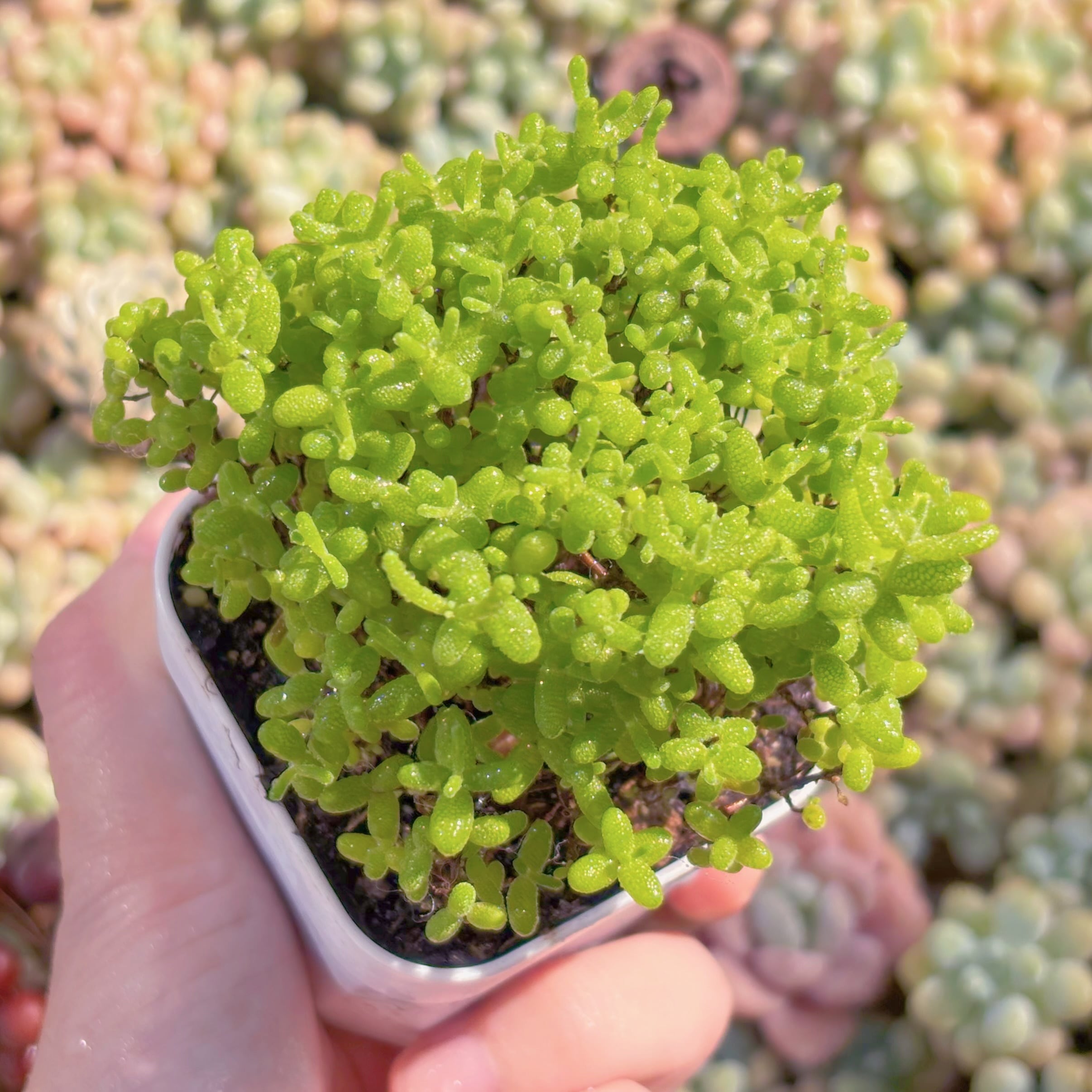 現品　ドロサンテマム　蜜橘糖球(L)#568　大群生　るる農園