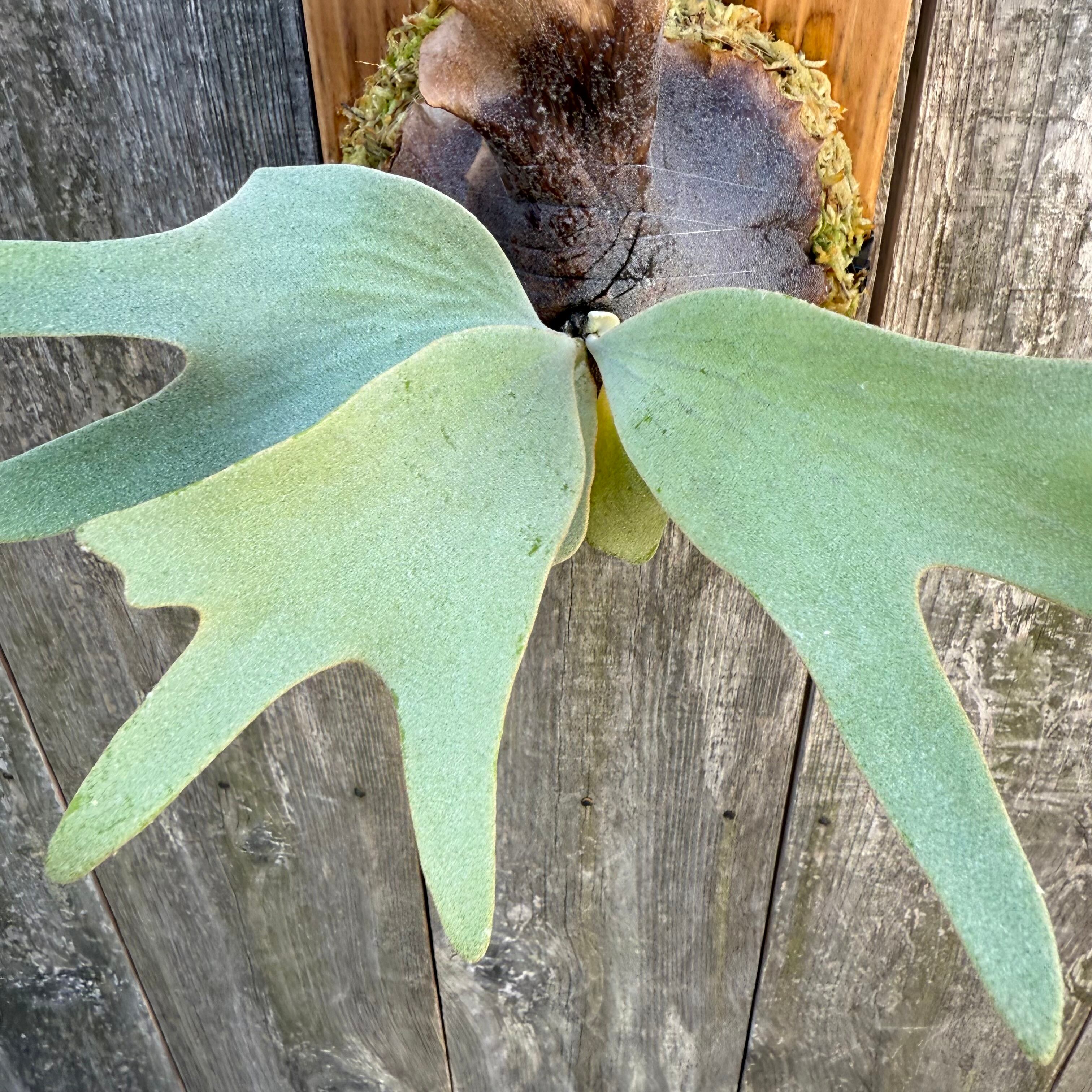 P.Ginka,P.willinckii “Yellow moon” 12th oasis sporeling | naturefix
