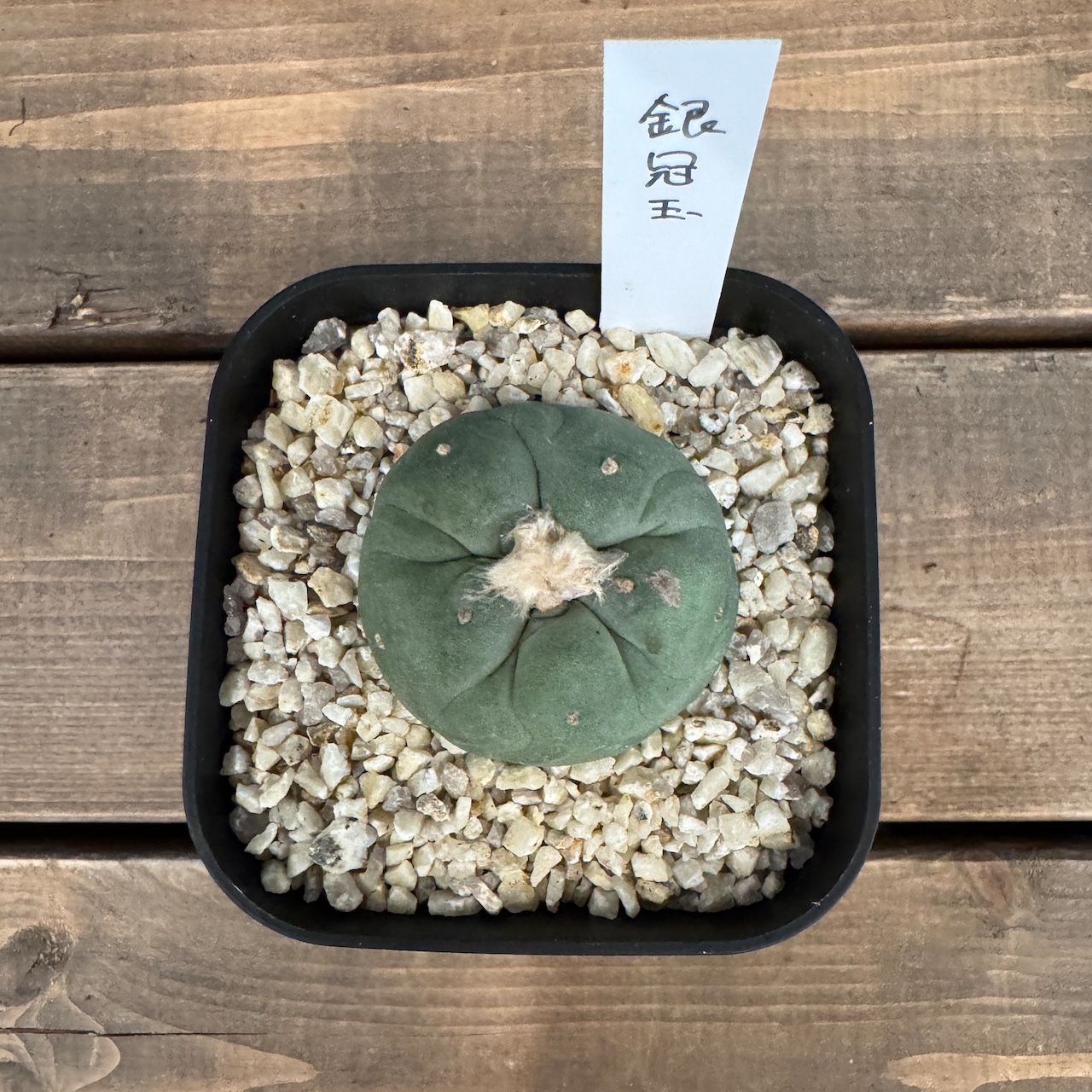 サボテン ロフォフォラ 銀冠玉【982】