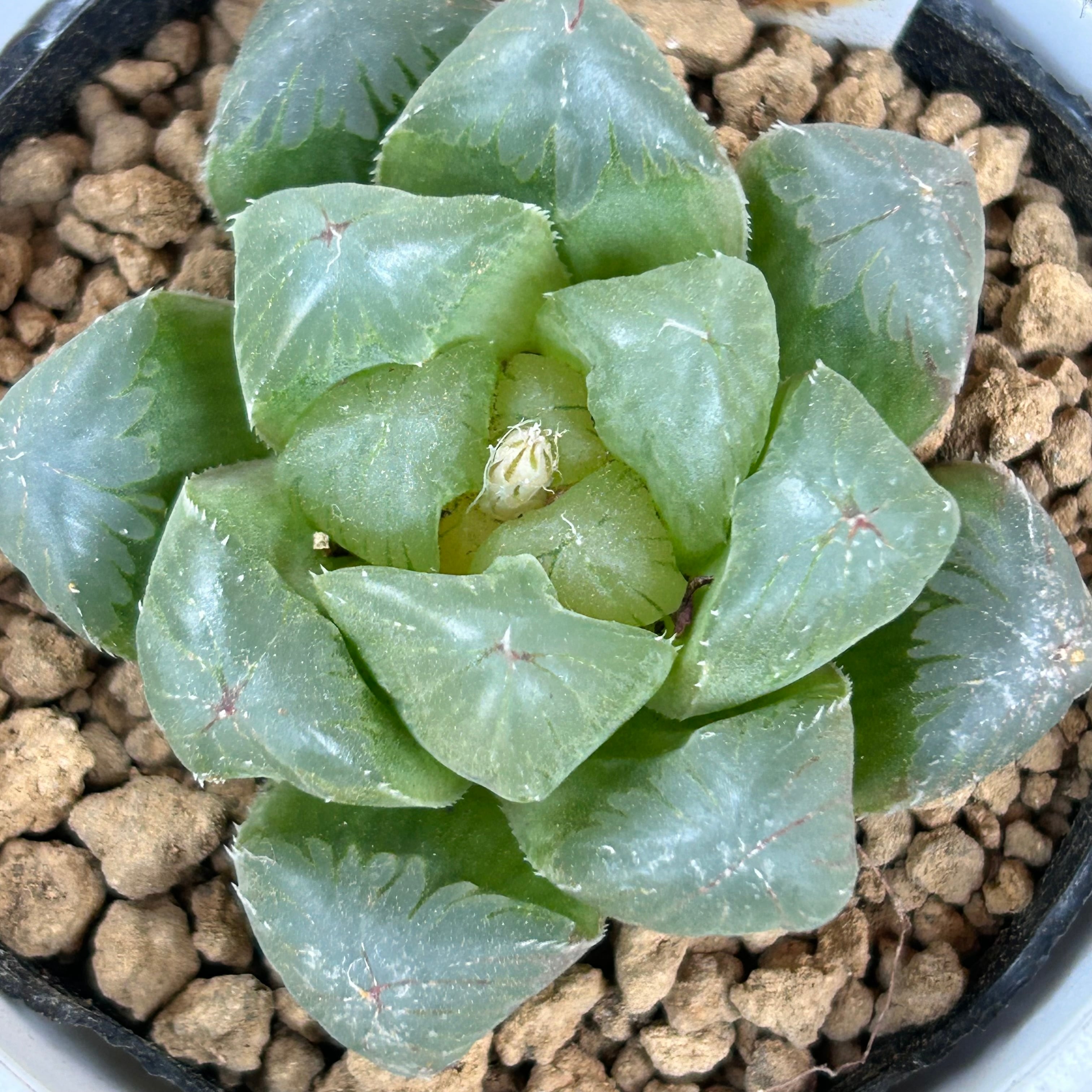 T)白鳳錦(アエオニウム) | RuPo 多肉植物専門店